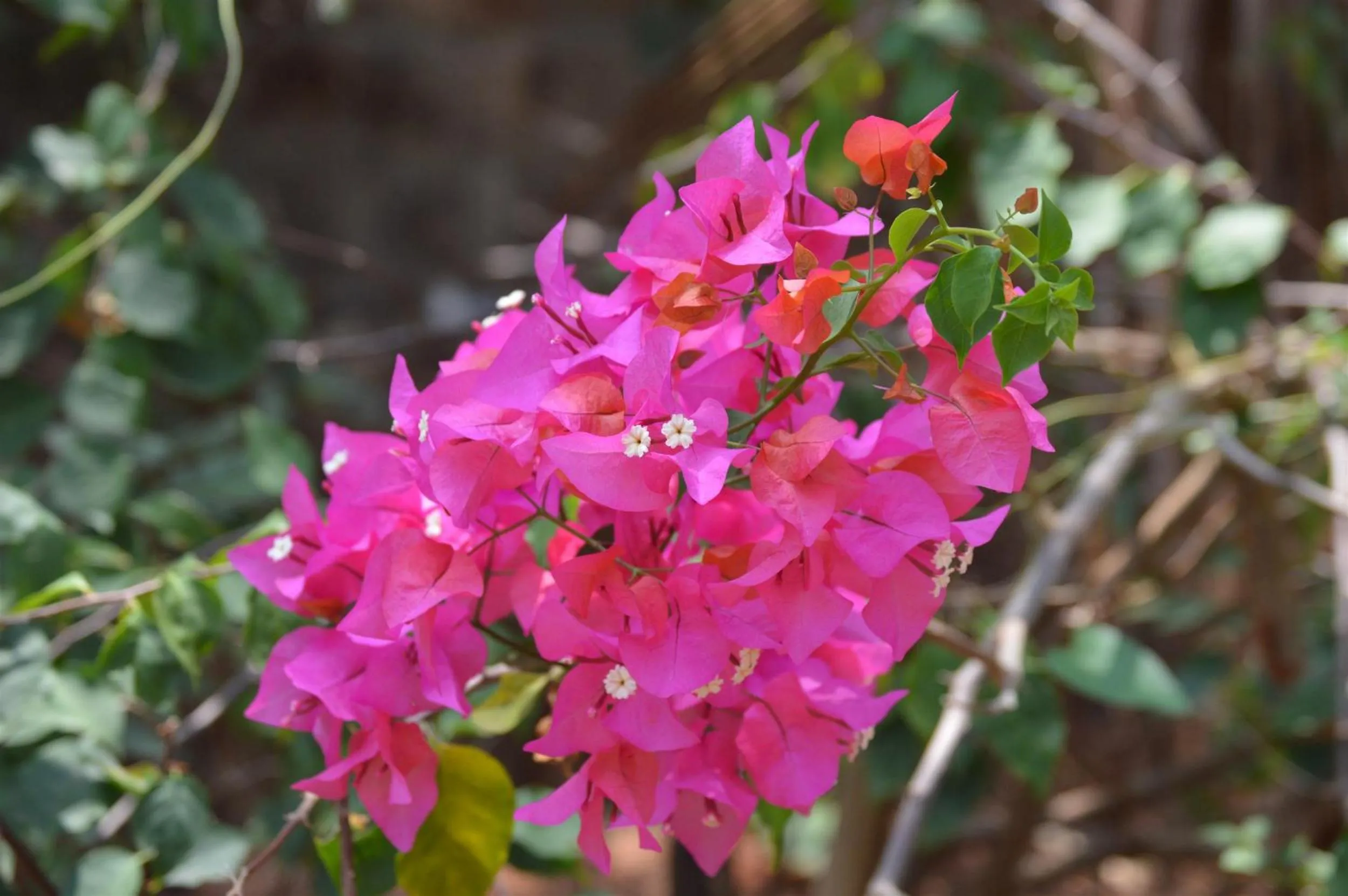 Garden in Namaste Yoga Farm