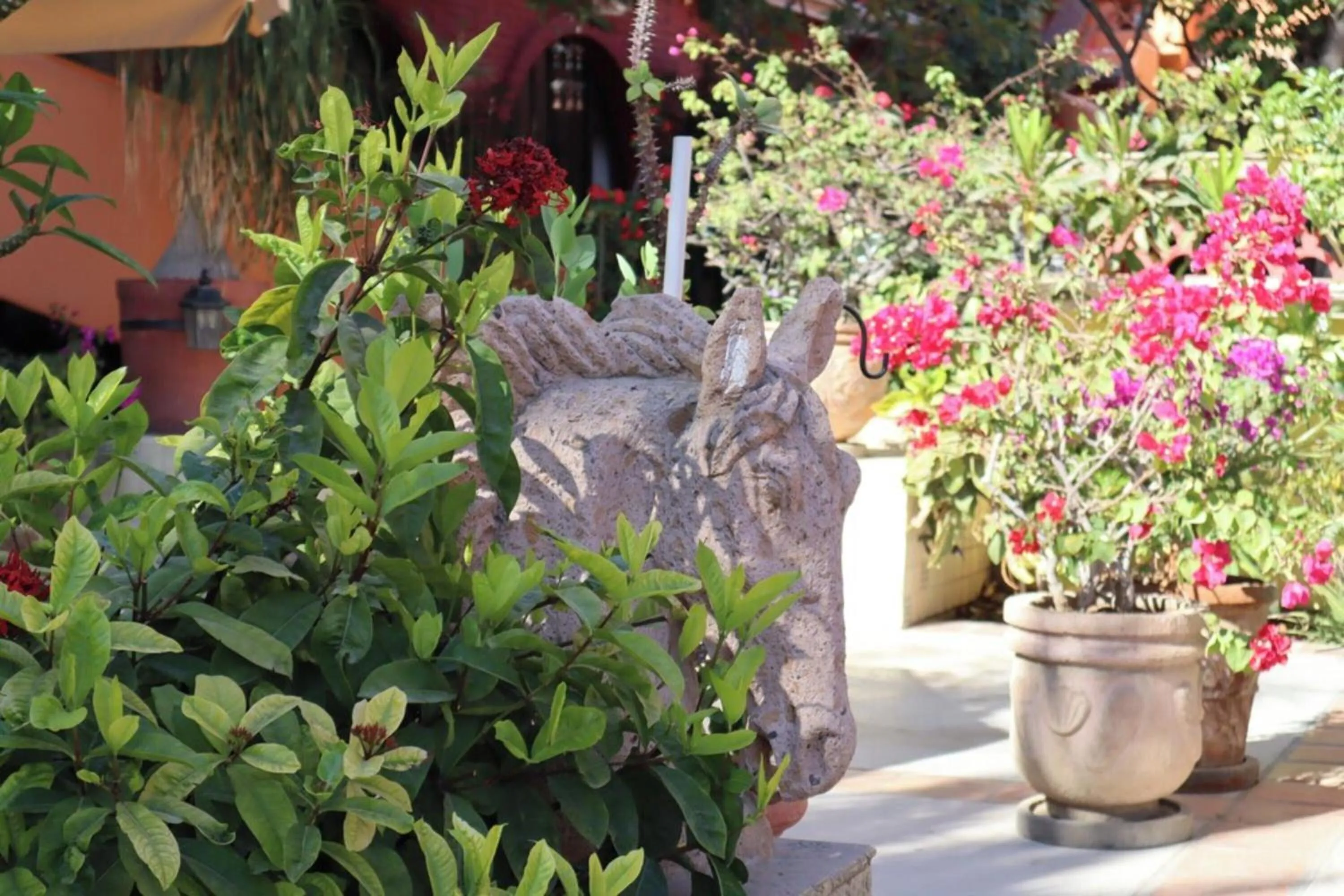Garden in Collection O Casa Bella Hotel Boutique, Cabo San Lucas