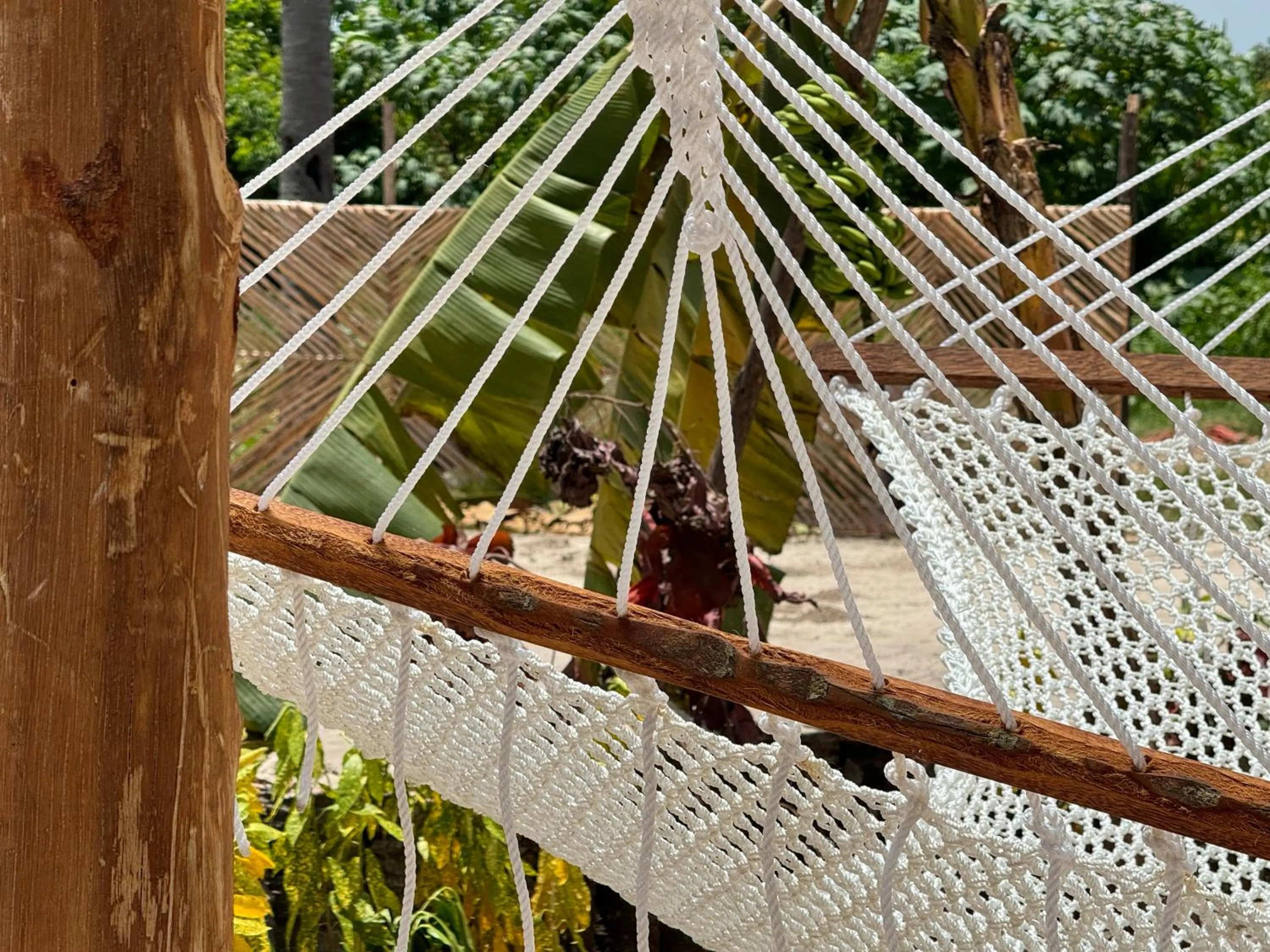 Natural landscape in V Hotel in Paje