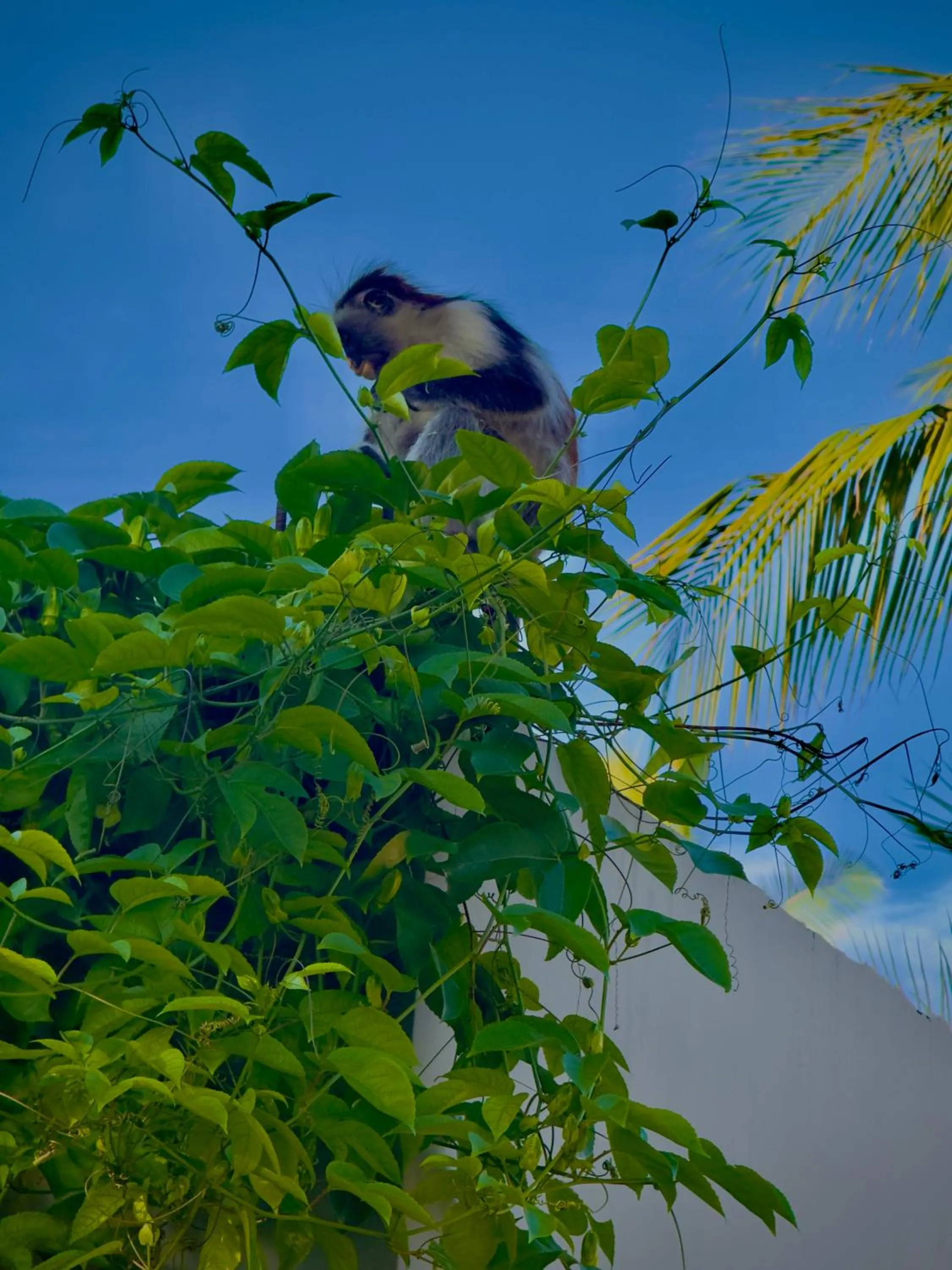 Spring in V Hotel in Paje