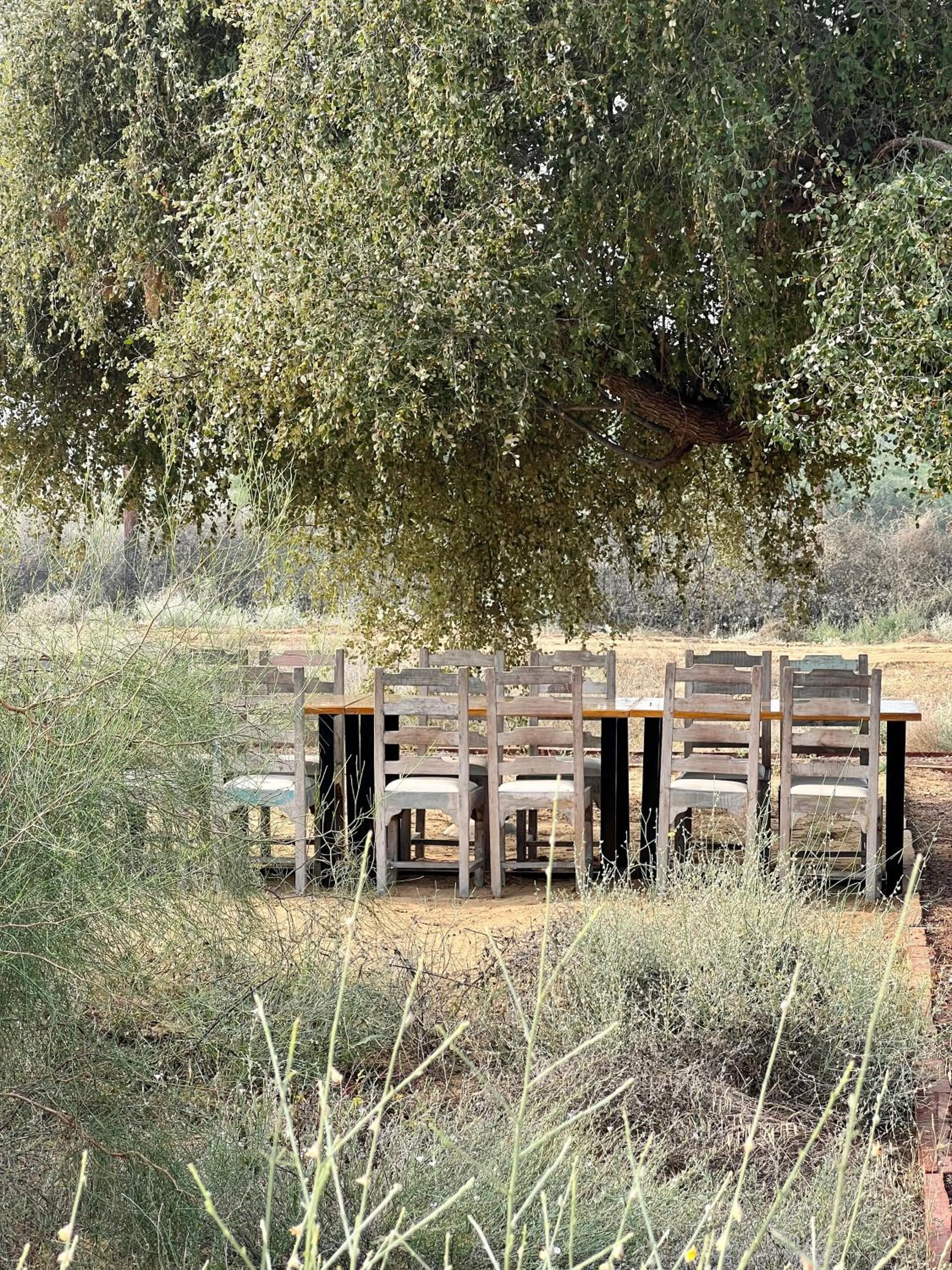 Lunch in Kaner Retreat - India's First Desert Botanical Resort