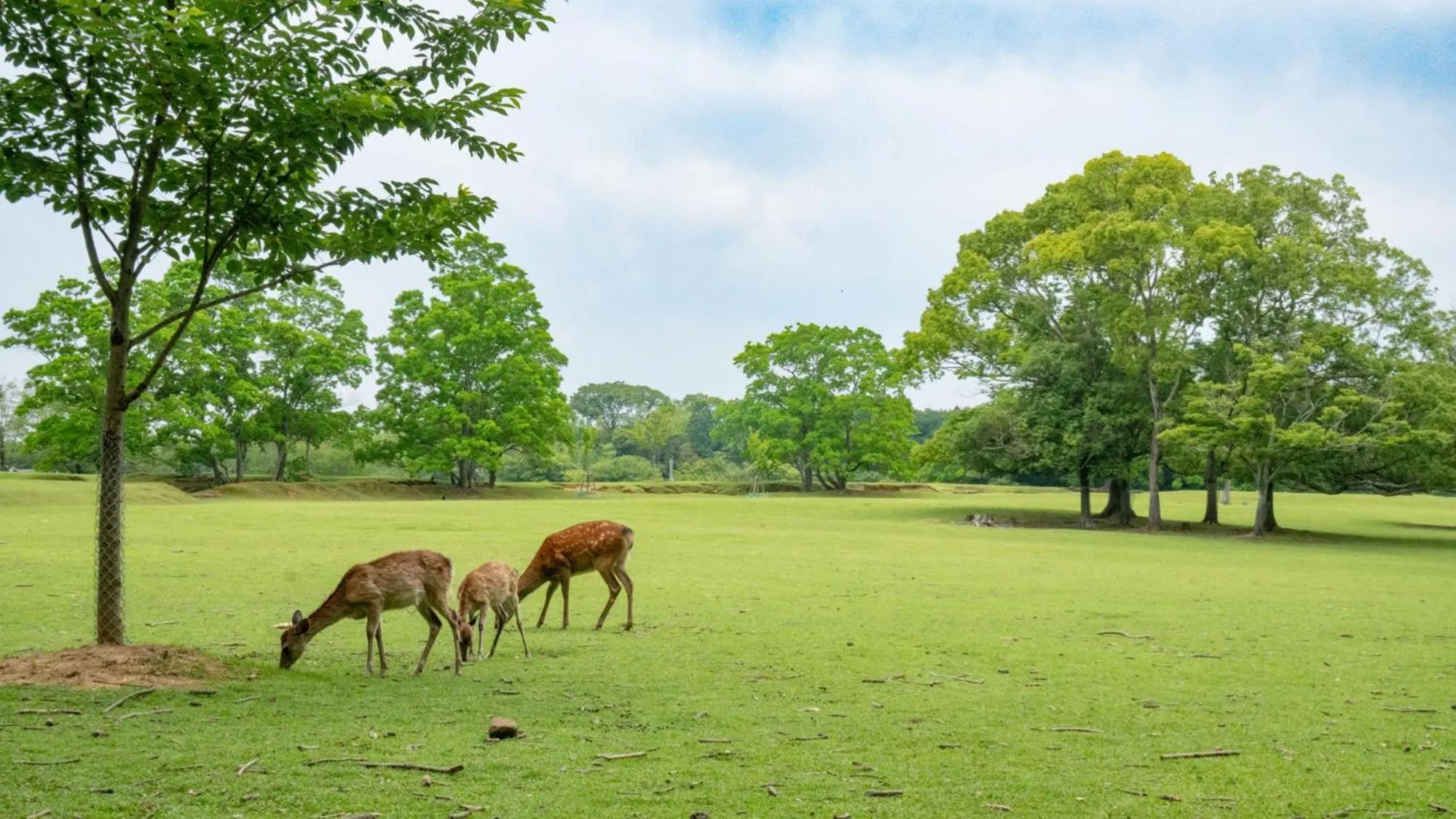 Nearby landmark in Toyoko Inn Kintetsu Nara Ekimae
