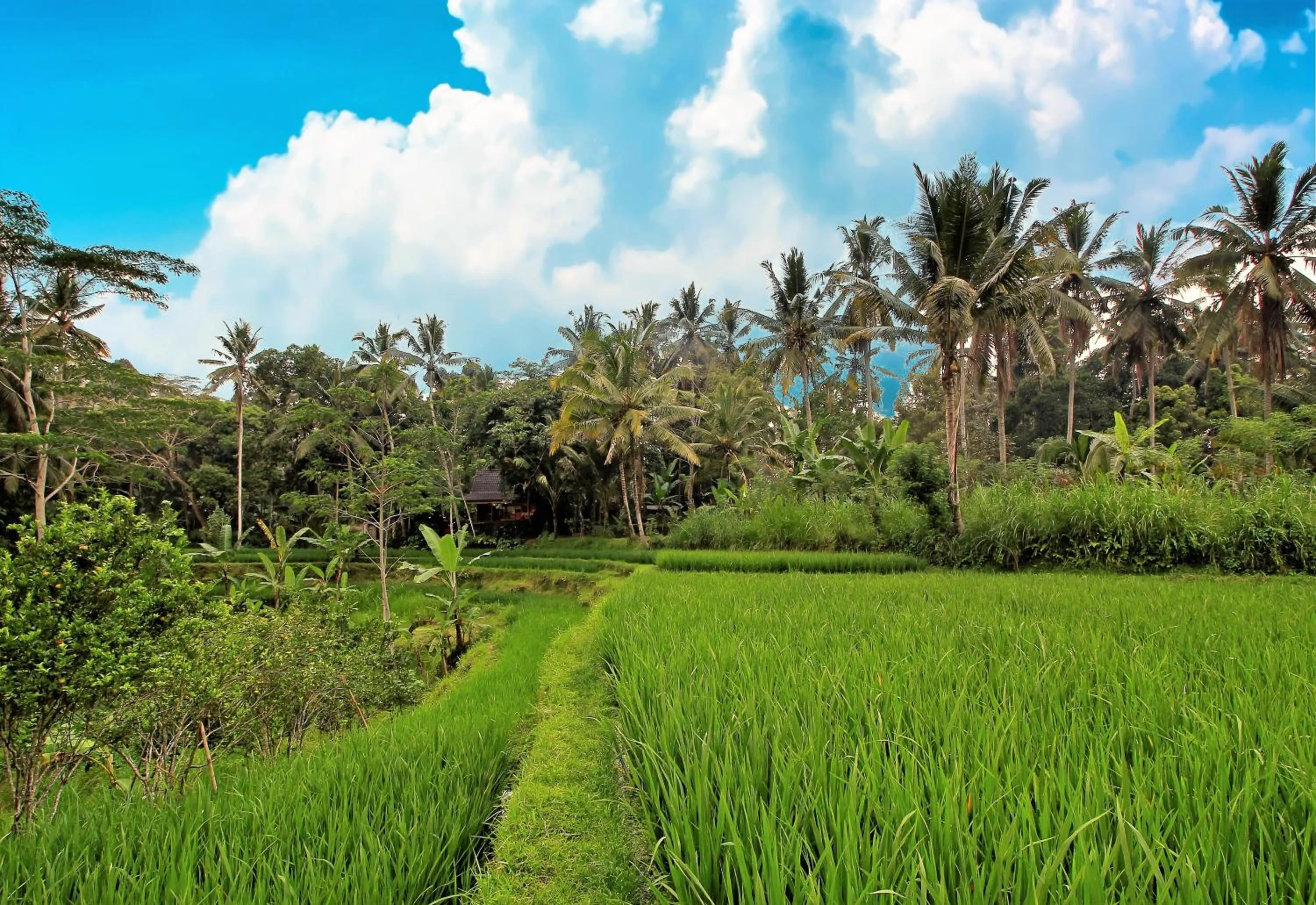 View (from property/room) in Masakali Retreat