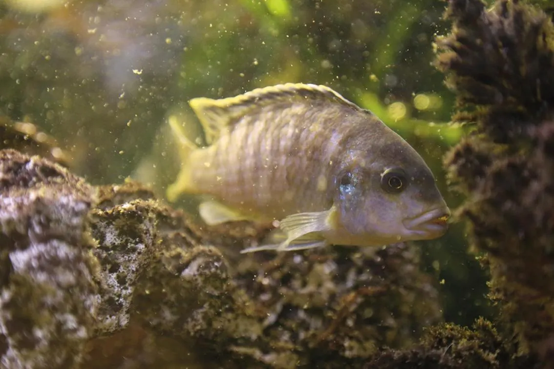 Trip Inn Landhotel Krone