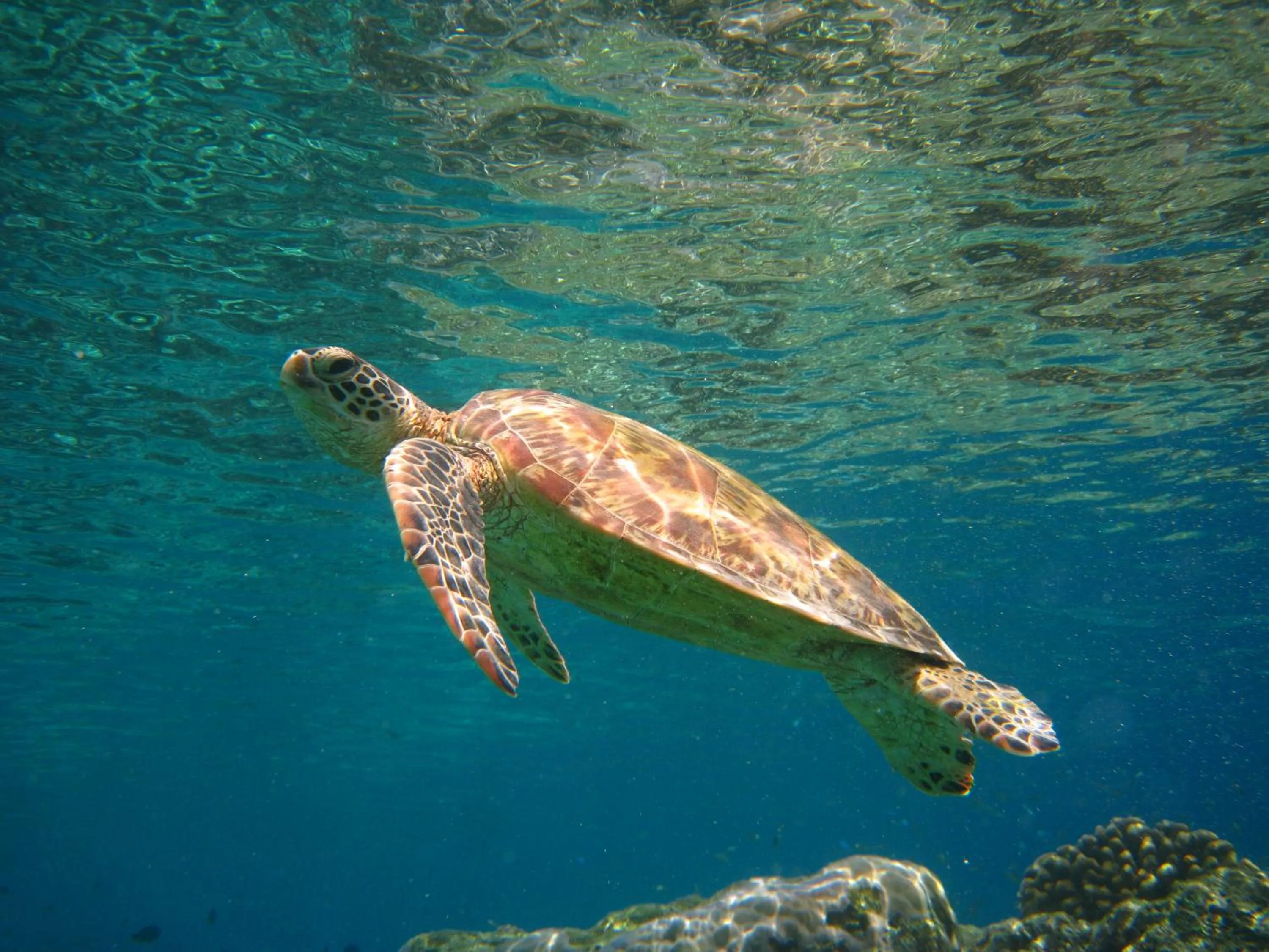 Diving in Sipadan Inn Service Apartments Semporna