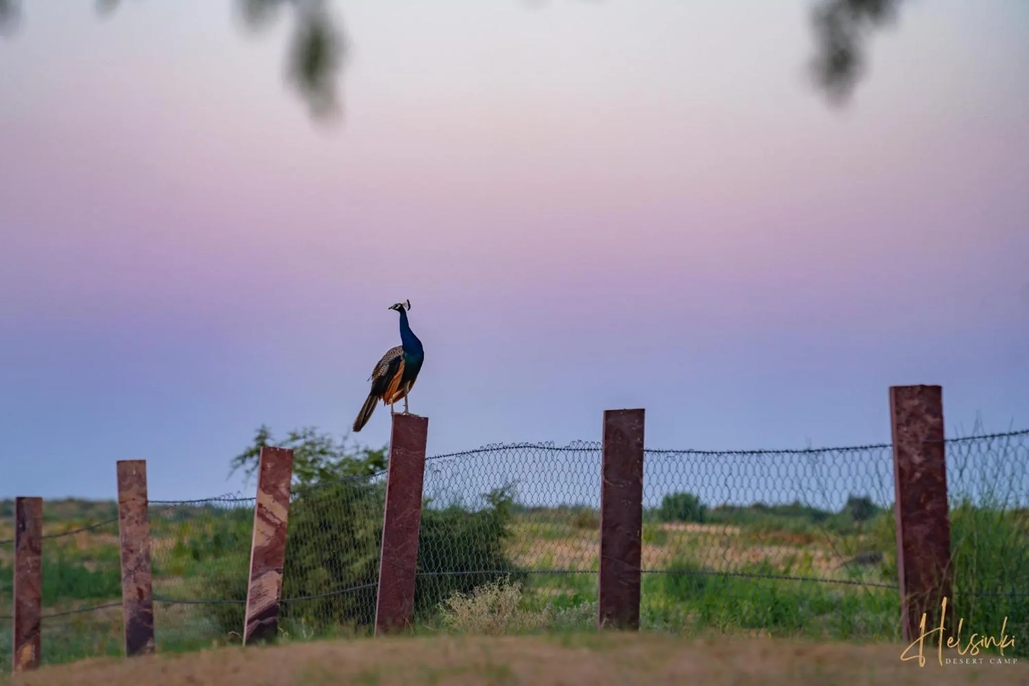 View (from property/room) in Helsinki Desert Camp