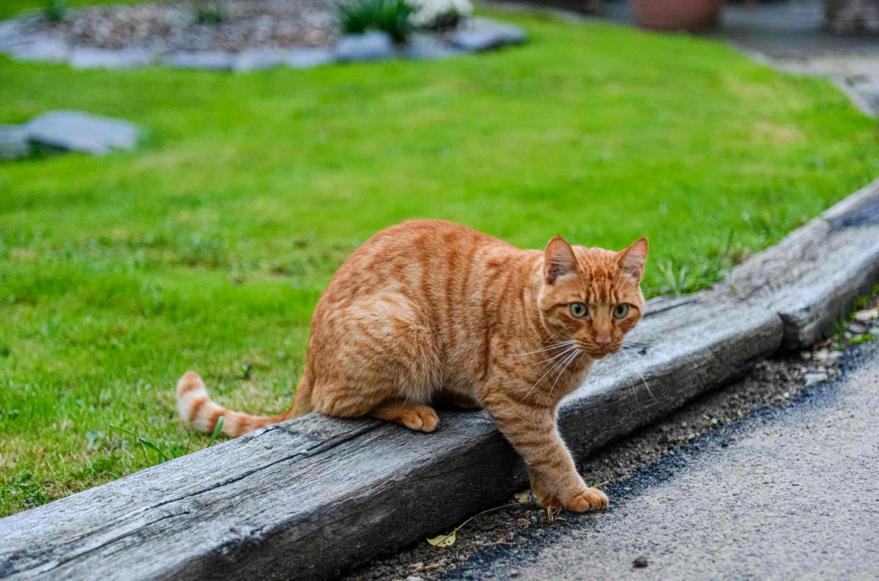 Decorative detail in Les Pierres Bleues