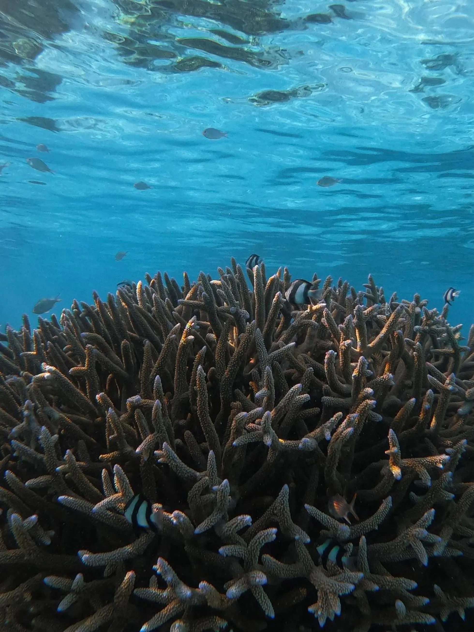 Animals in Summer Vibes Beach Front