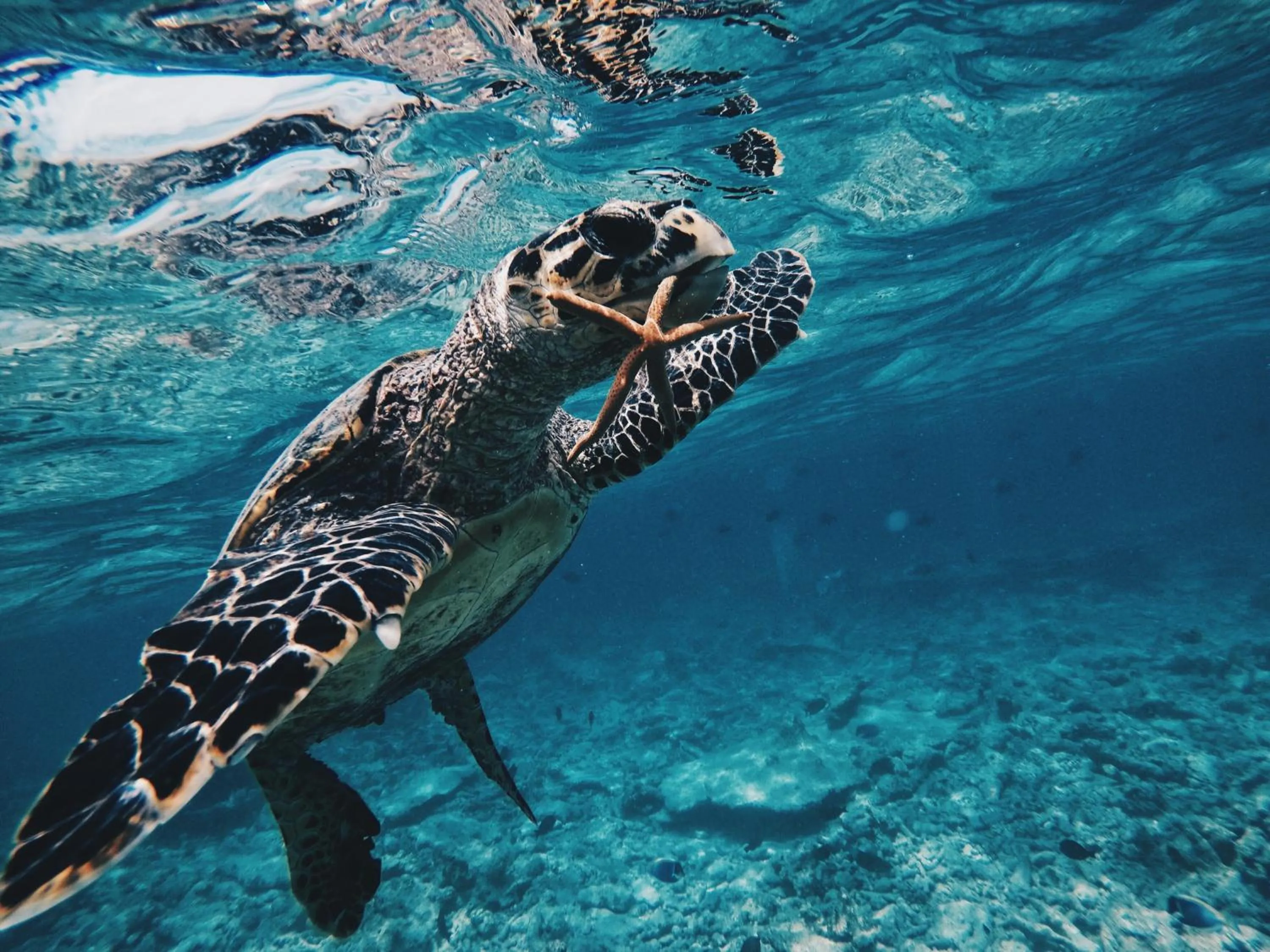 Snorkeling in Summer Vibes Beach Front