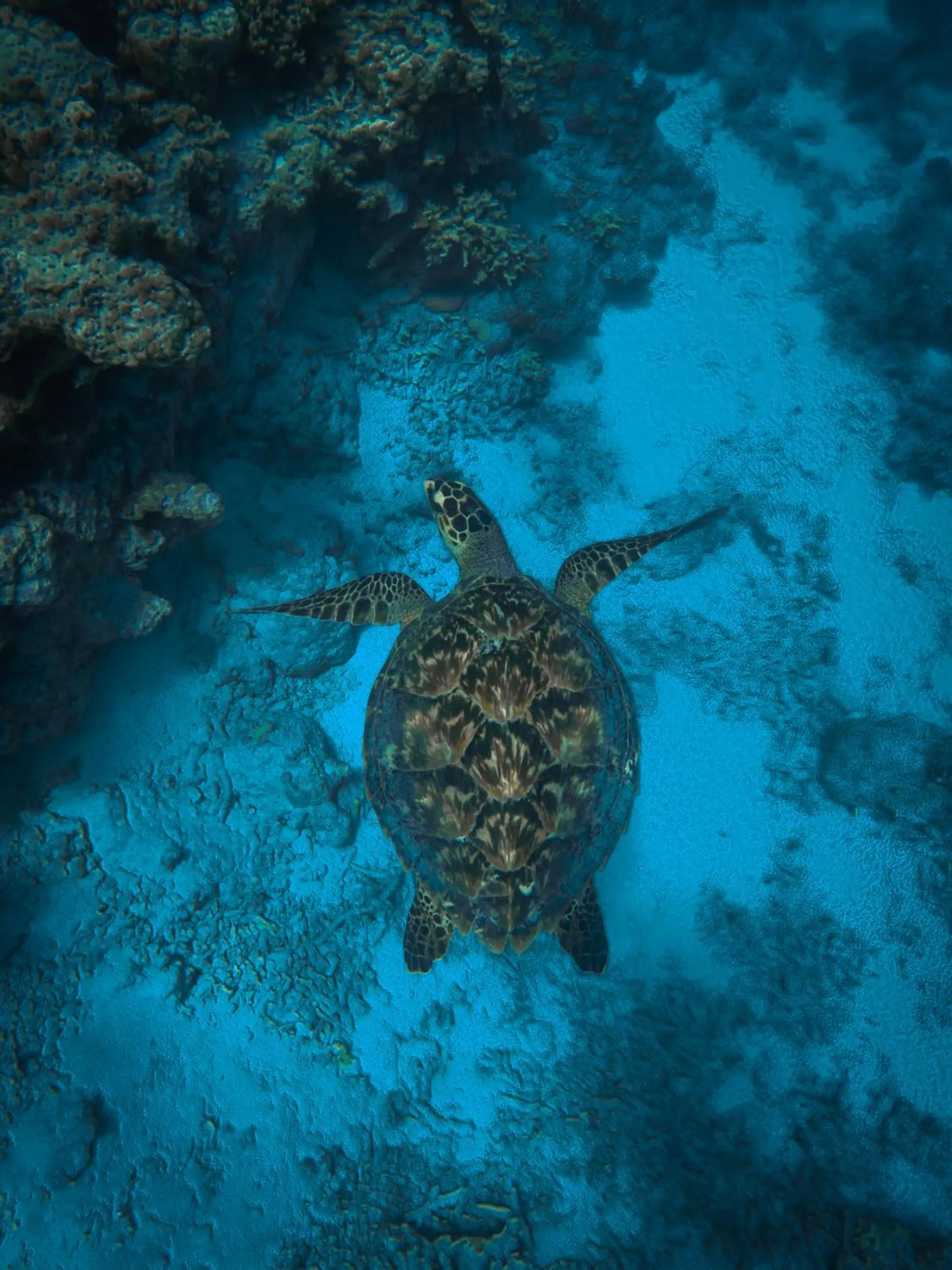 Animals in Summer Vibes Beach Front