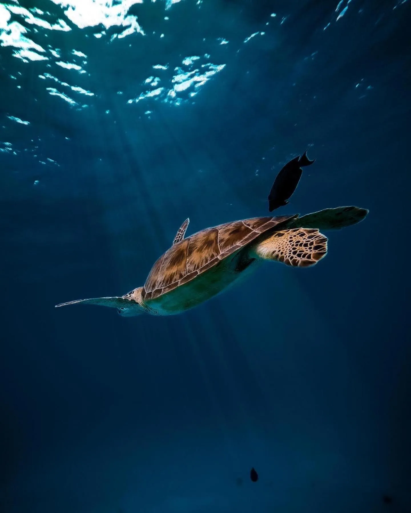 Snorkeling in Summer Vibes Beach Front