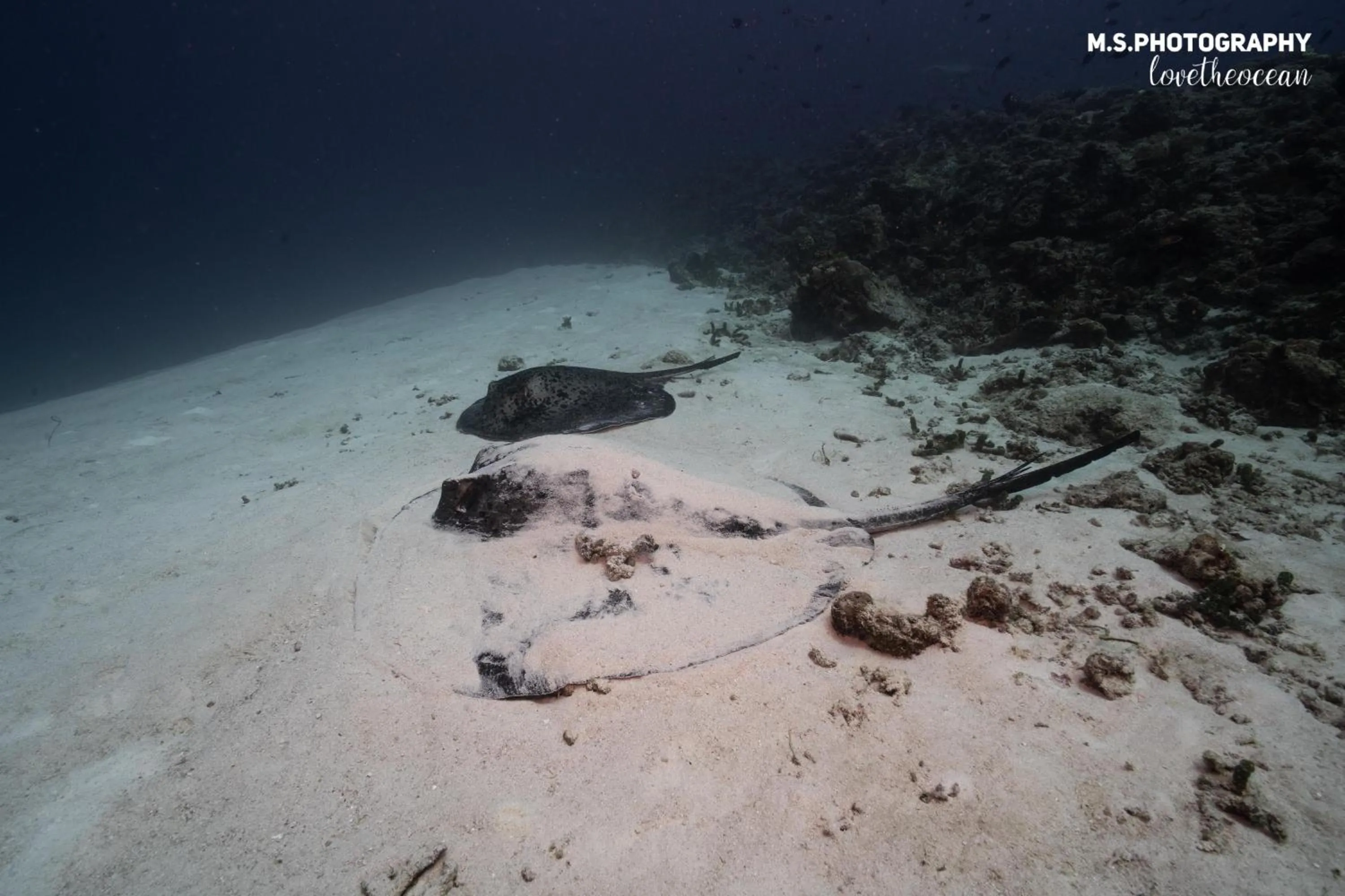 Diving in Summer Vibes Beach Front