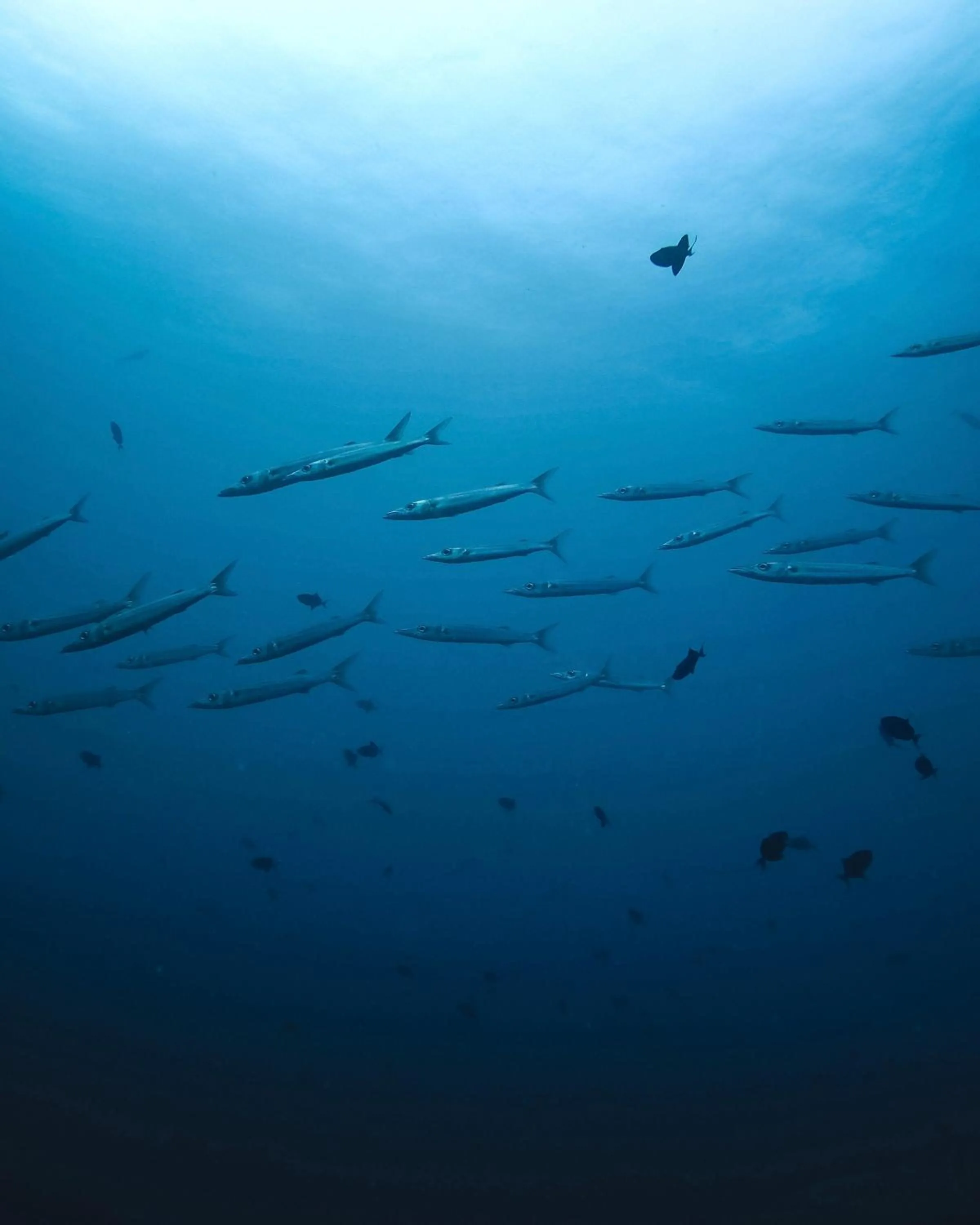 Animals in Summer Vibes Beach Front