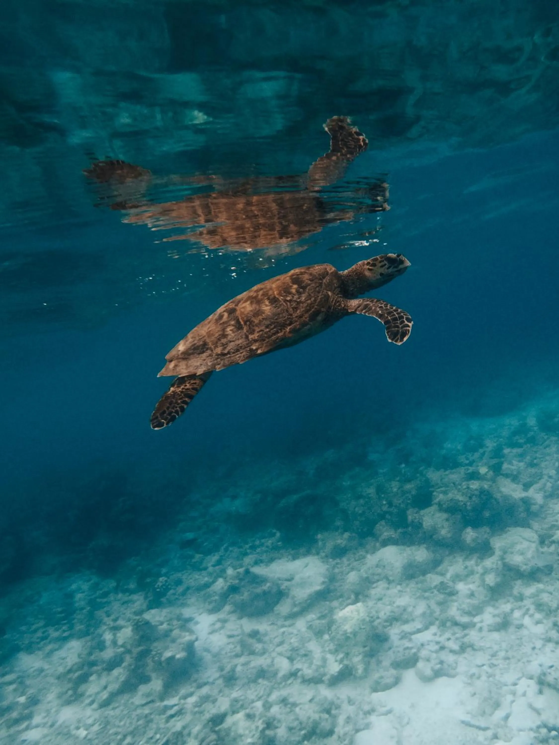 Snorkeling in Summer Vibes Beach Front