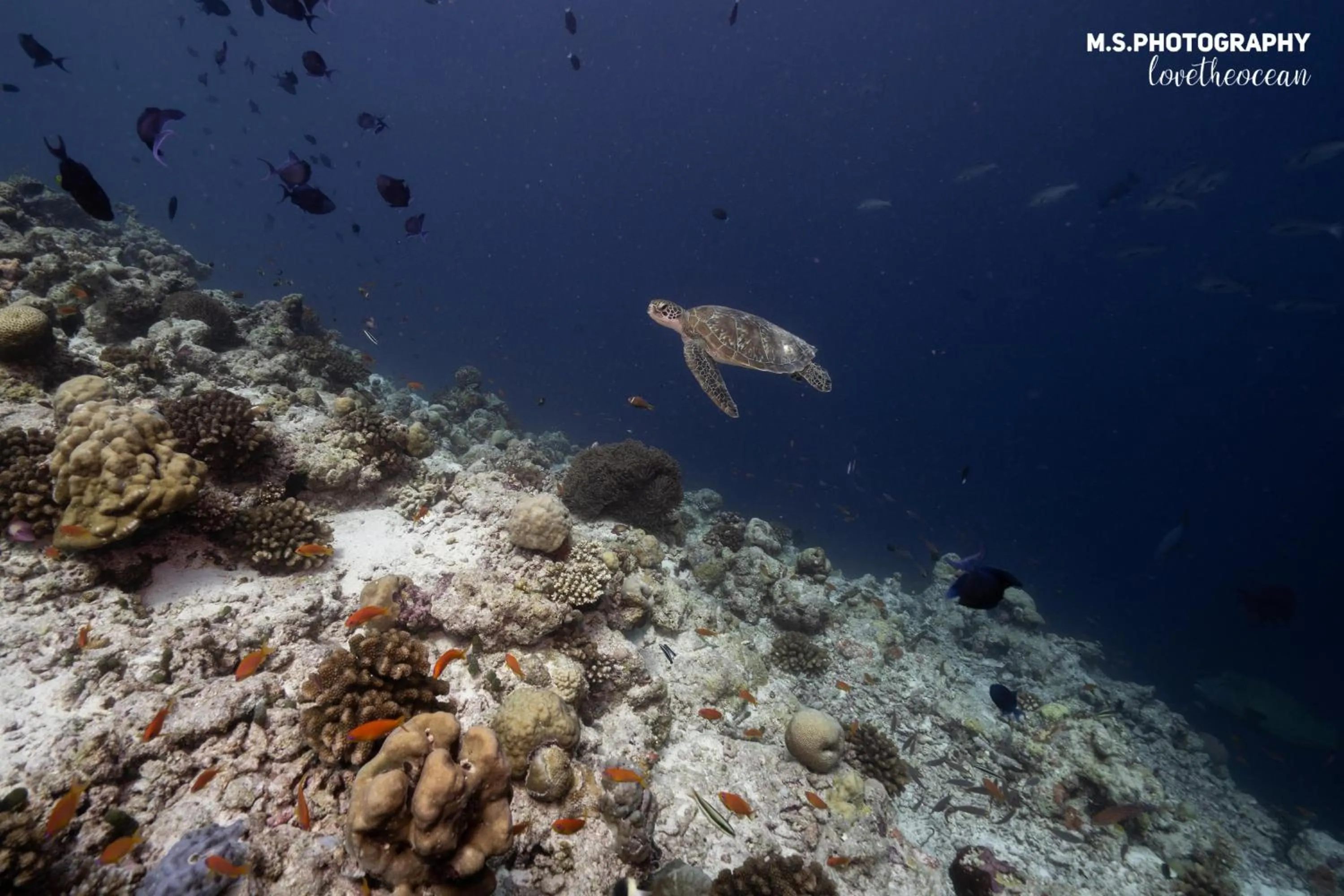 Diving in Summer Vibes Beach Front