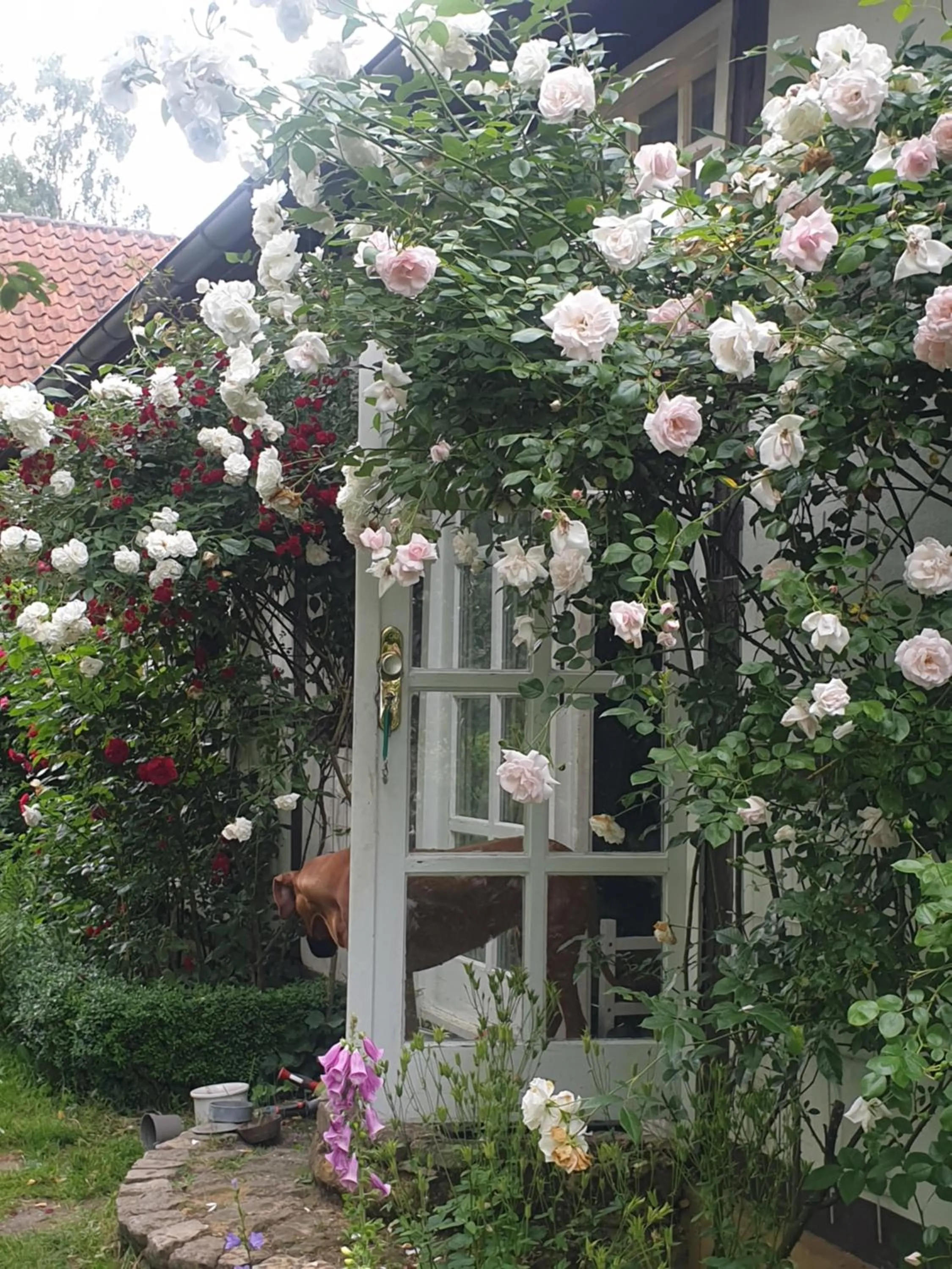 Property building in Rosindell cottage