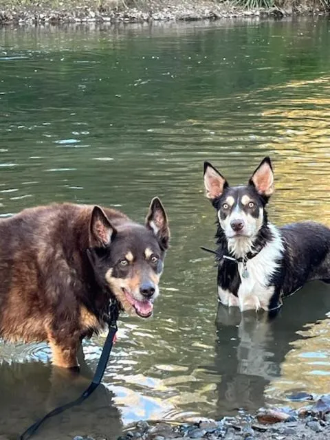 Pets in Vacy Hunter Valley Lodge