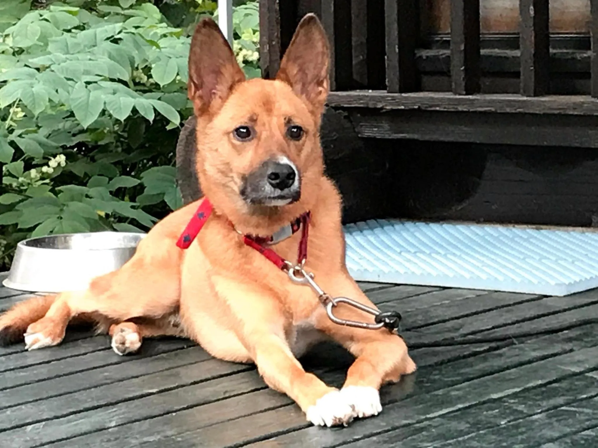 Pets in Petit Hotel Kazekozou