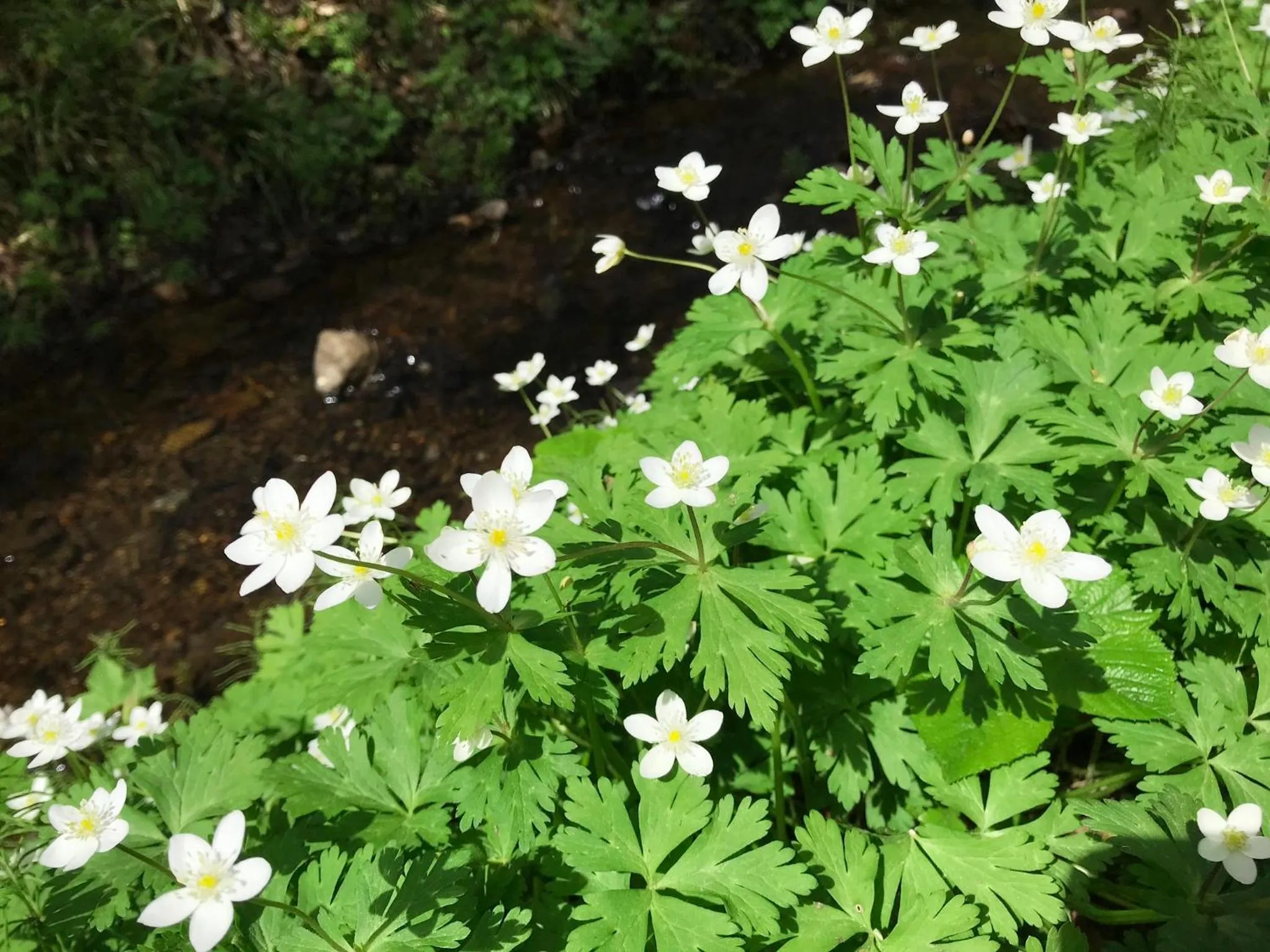 Off site in Petit Hotel Kazekozou