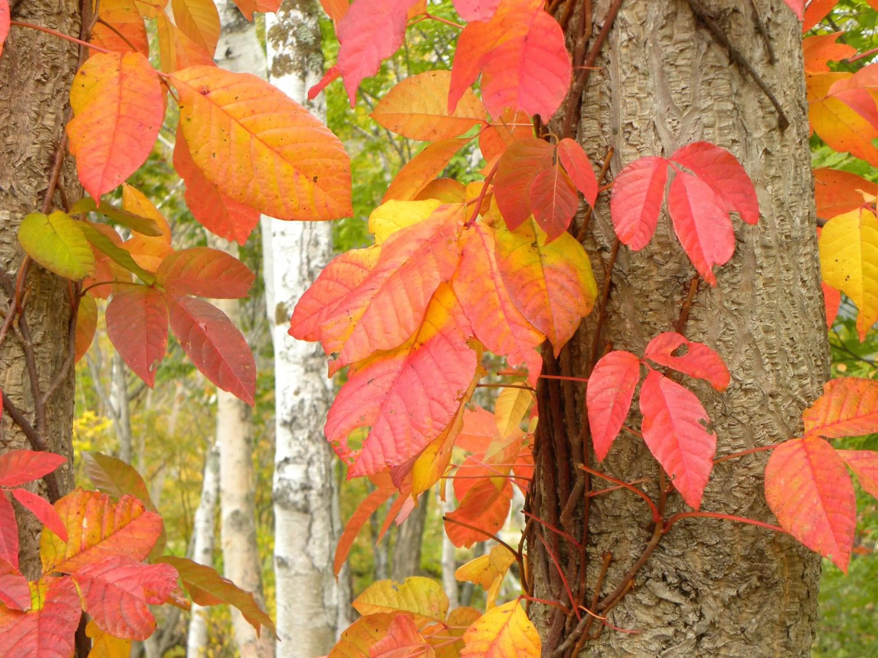Natural landscape in Petit Hotel Kazekozou