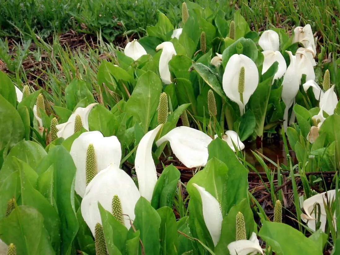 Natural landscape in Petit Hotel Kazekozou