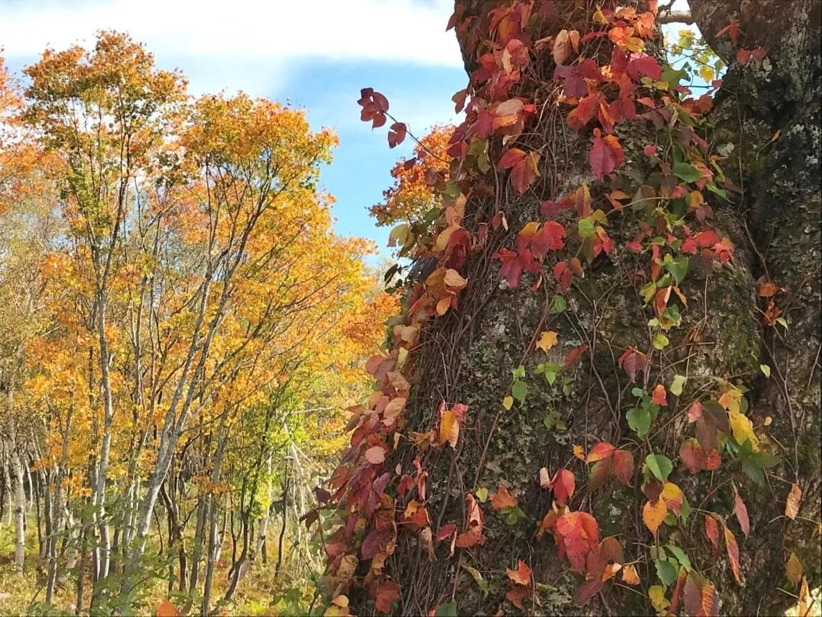 Natural landscape in Petit Hotel Kazekozou