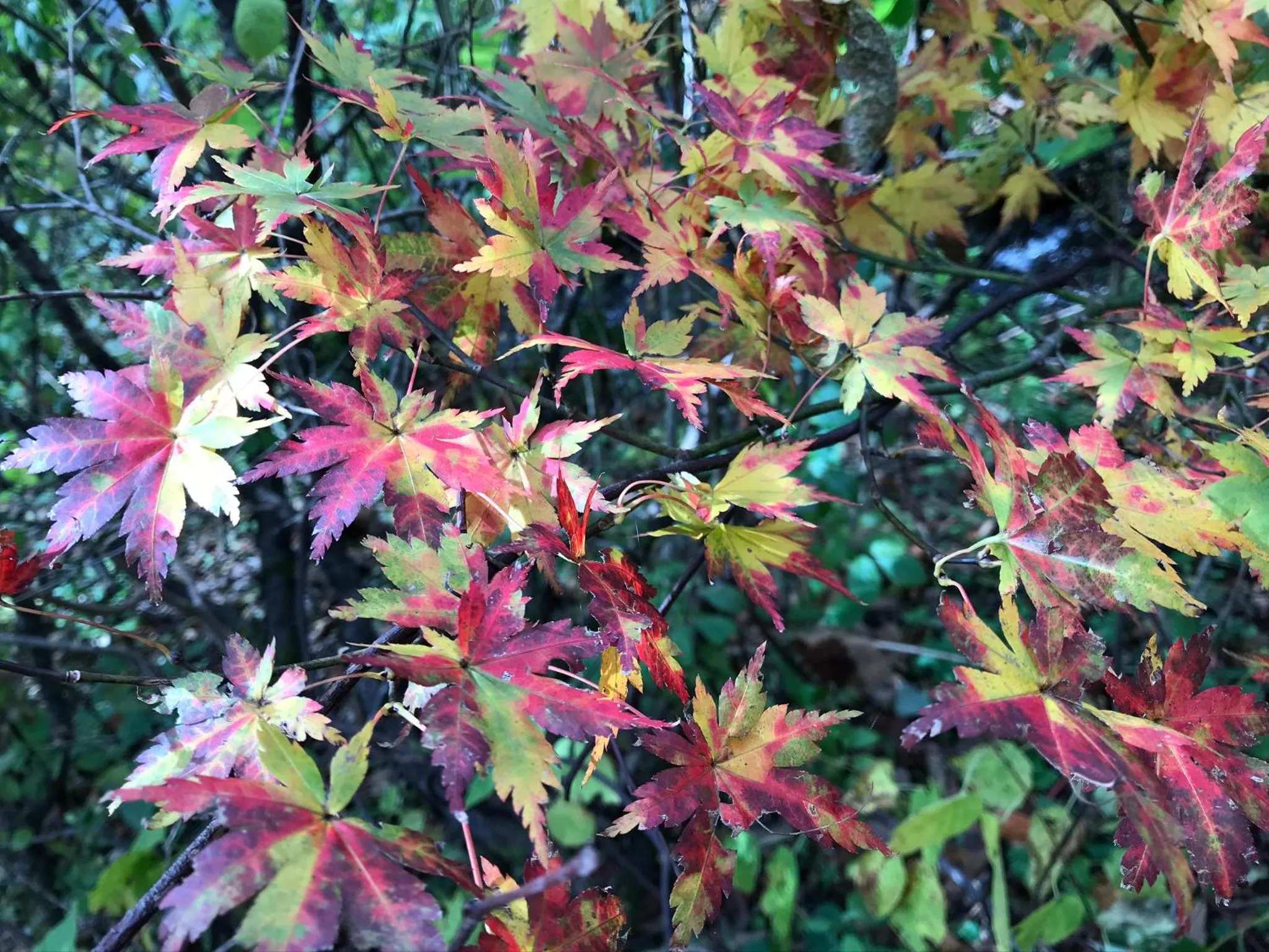 Off site in Petit Hotel Kazekozou