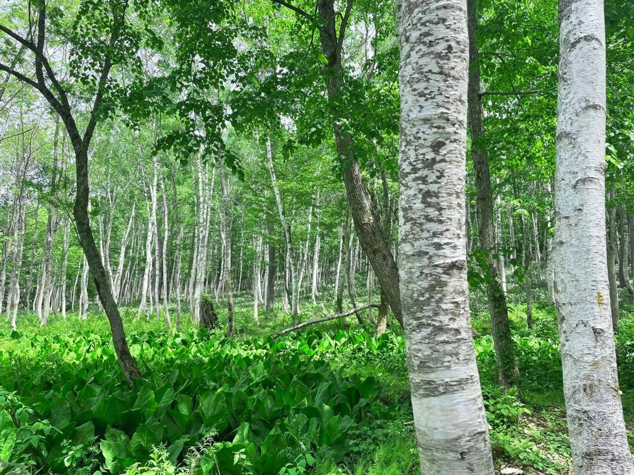 Natural landscape in Petit Hotel Kazekozou