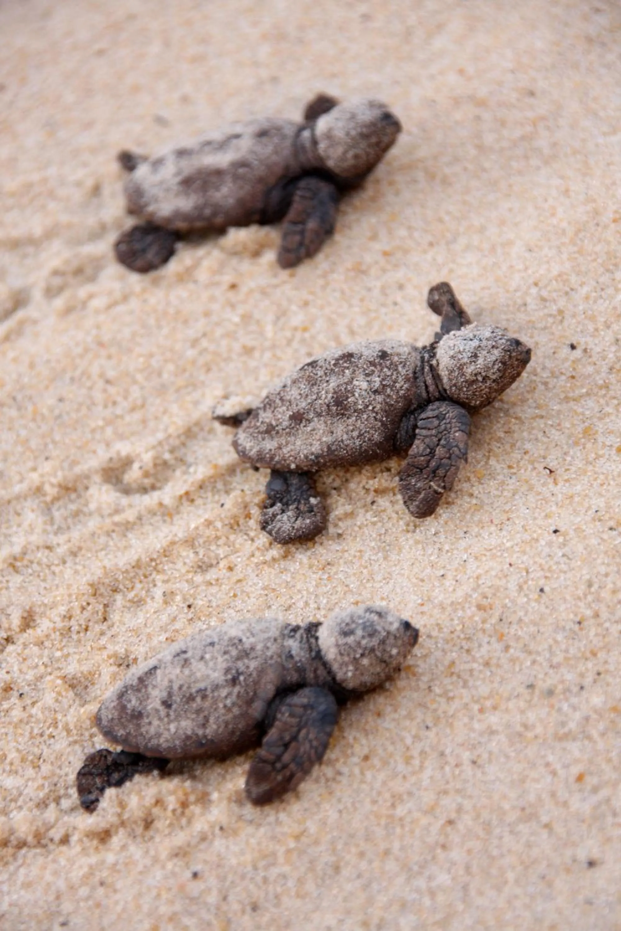 Off site in Paua Hotel Boutique