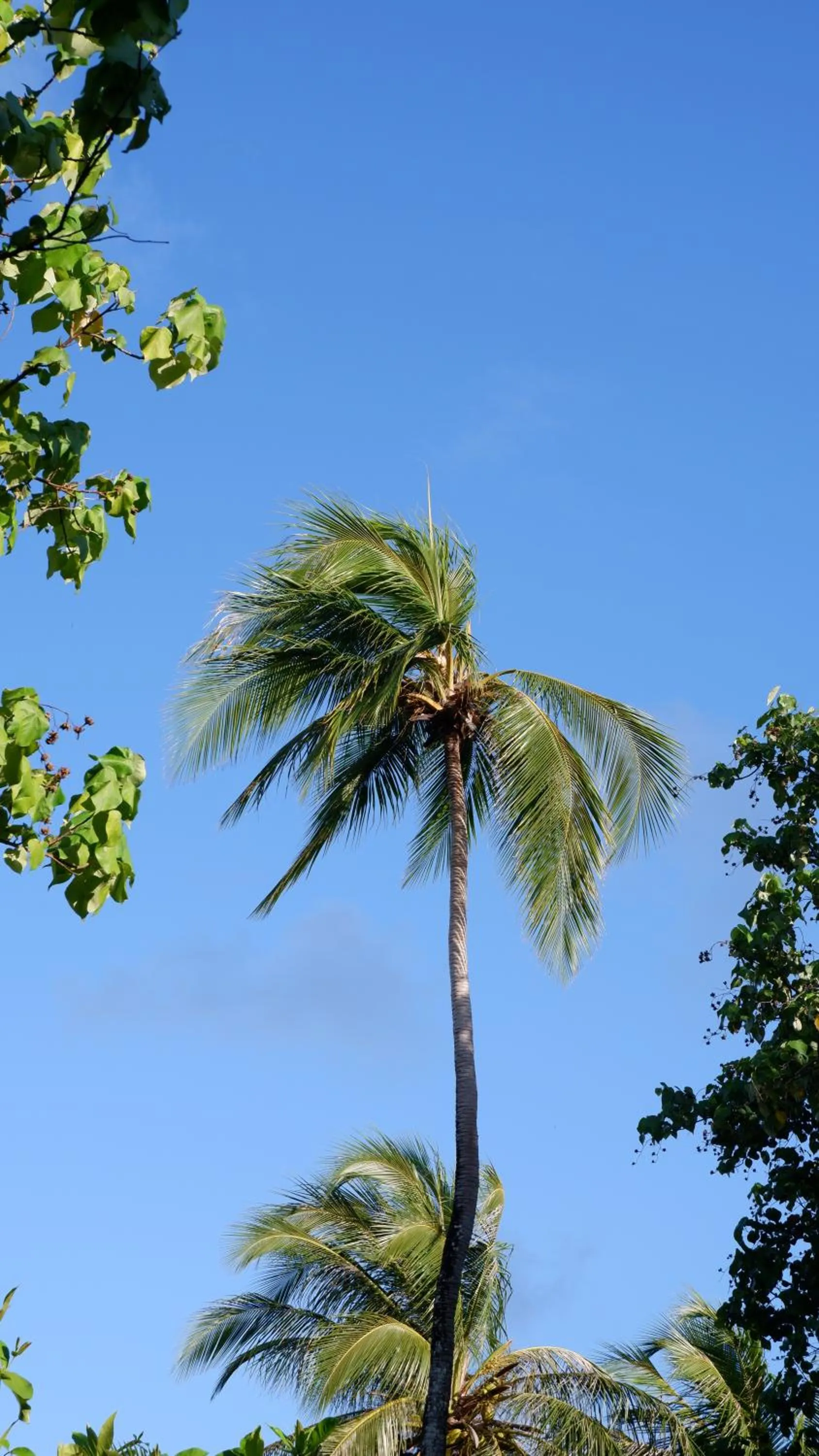 Garden view in One The Island