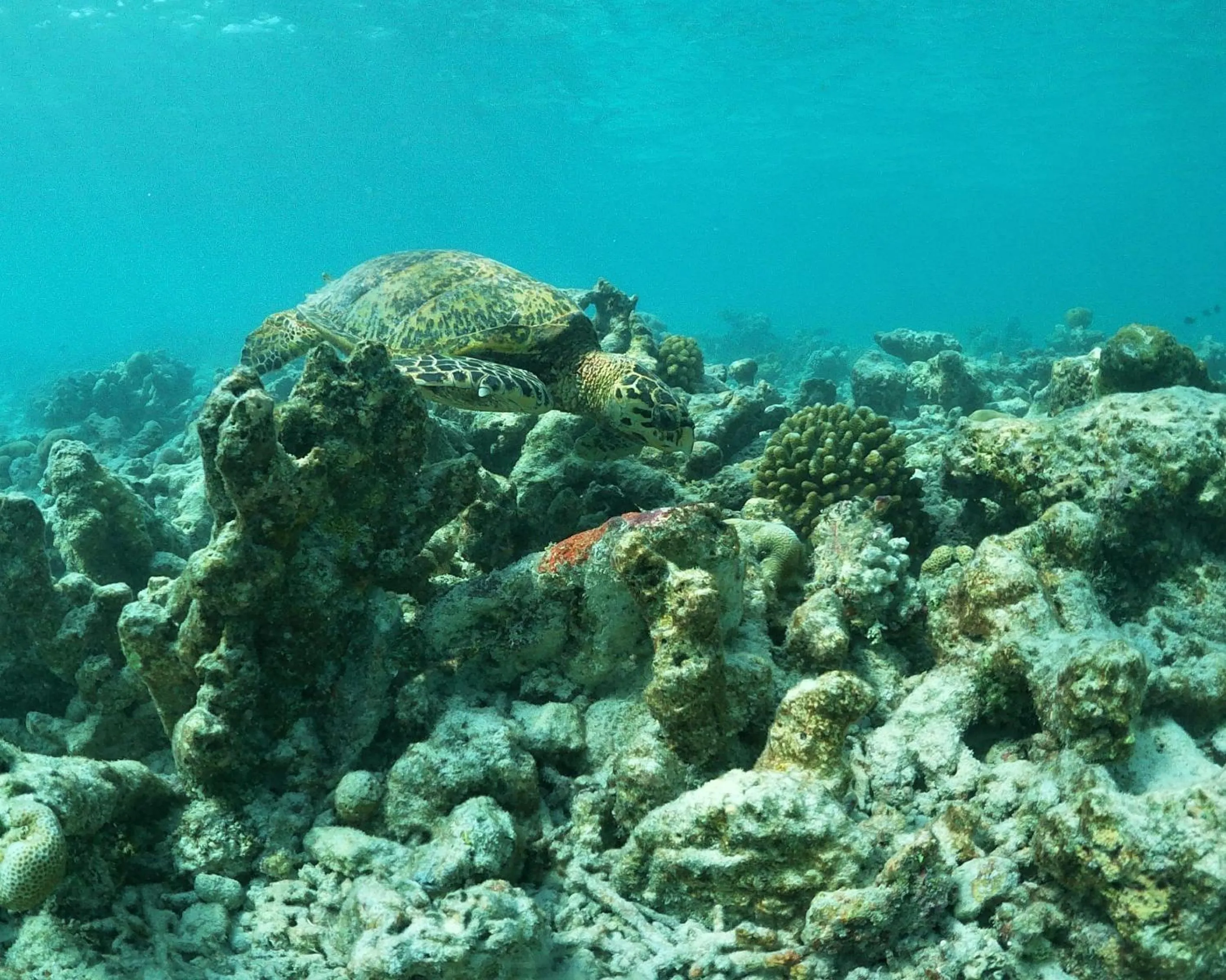 Activities in One The Island