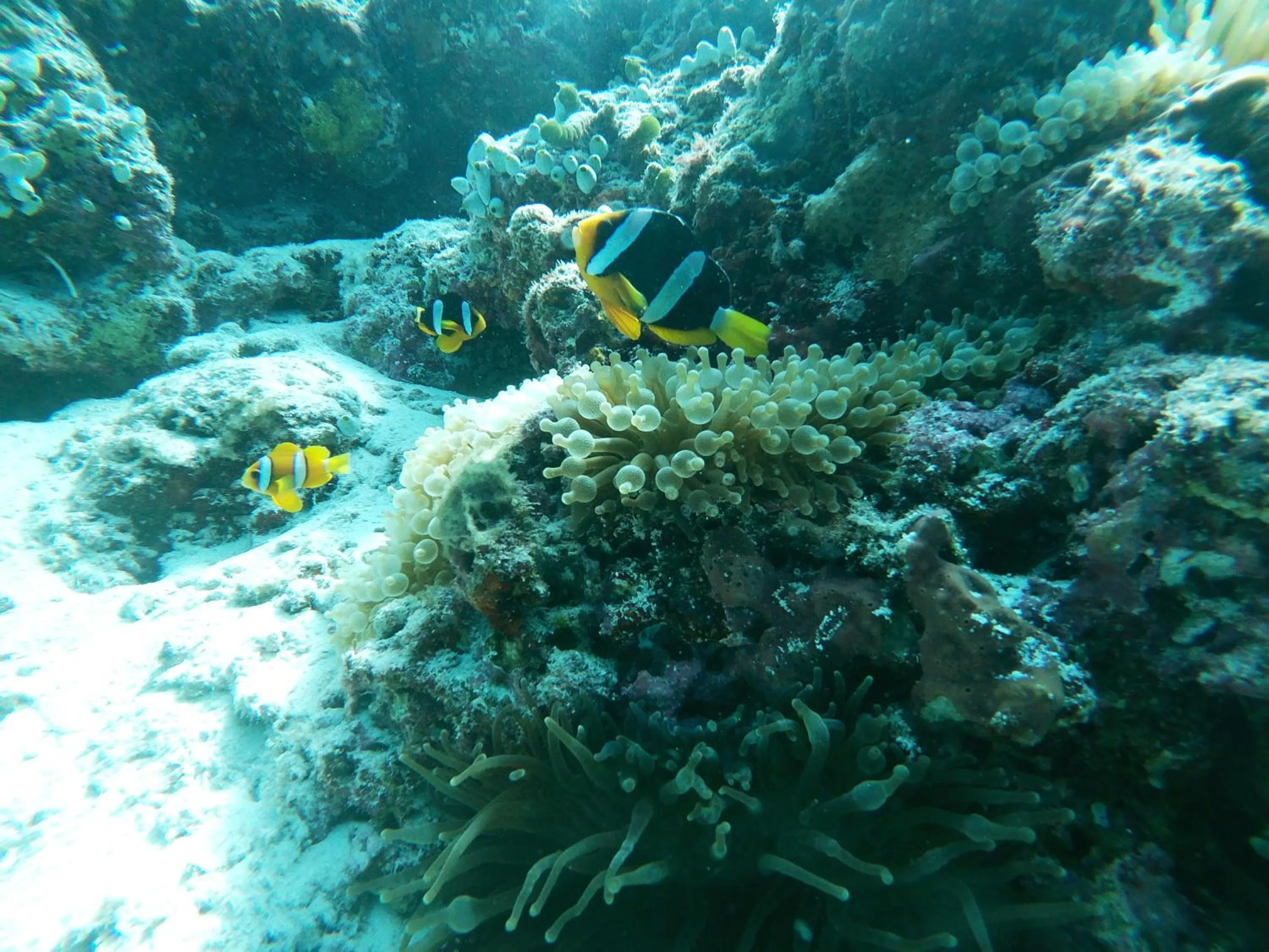 Diving in One The Island