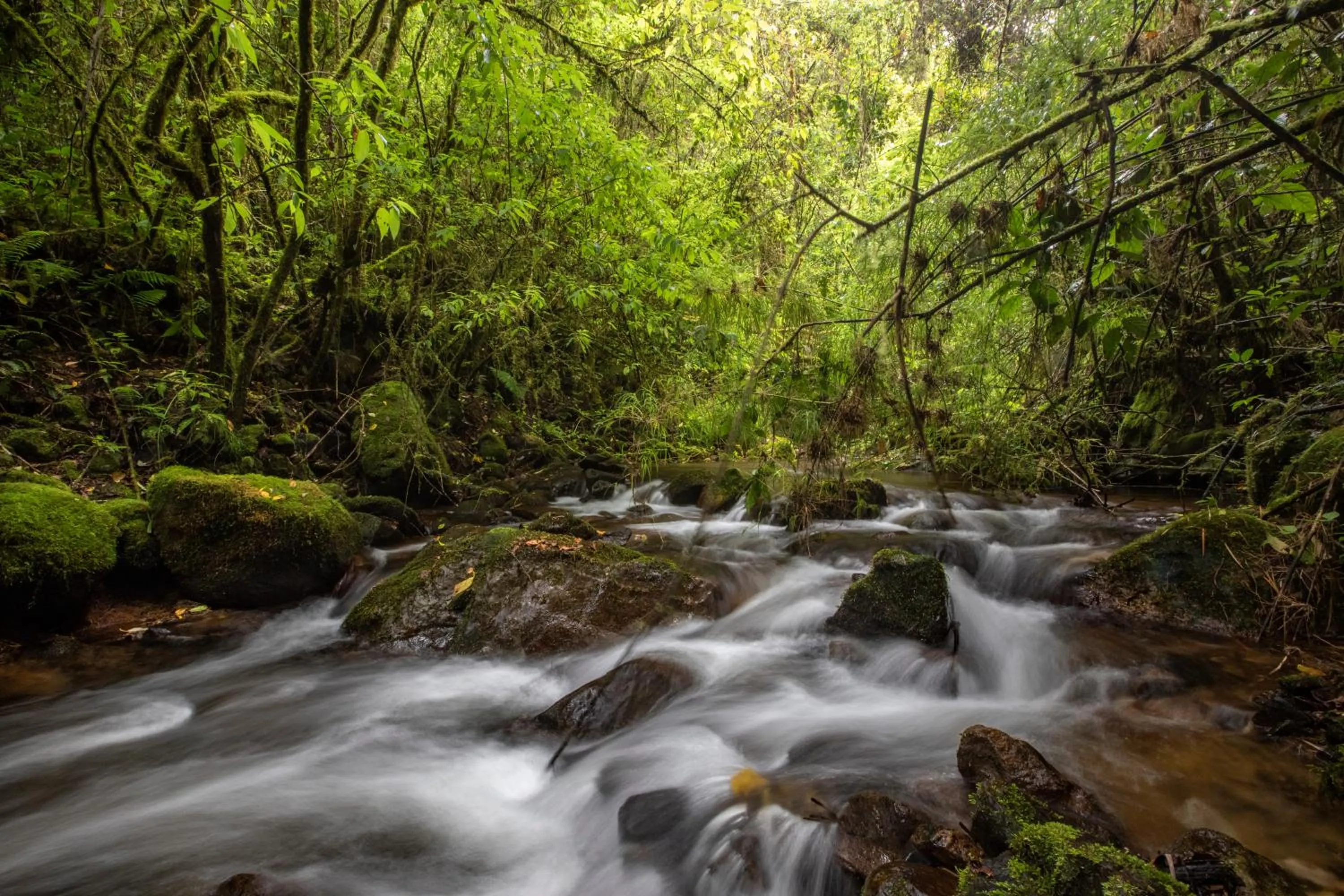 Nearby landmark in Dantica Cloud Forest Lodge