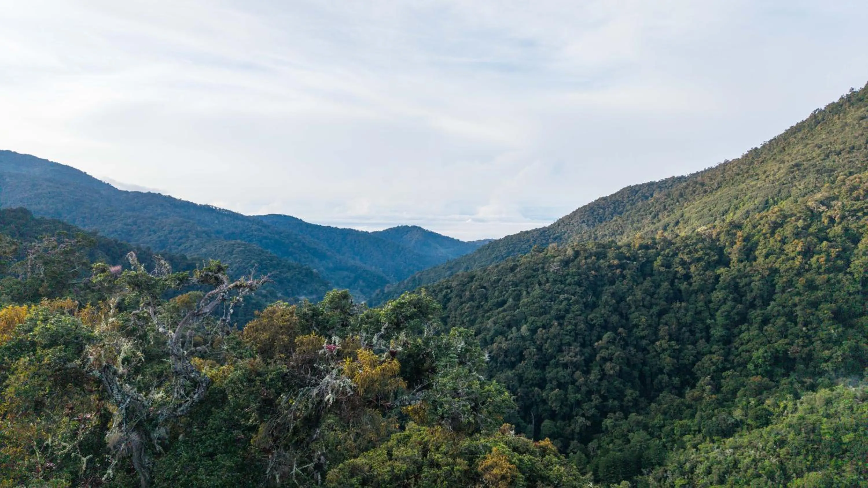 Natural landscape in Dantica Cloud Forest Lodge
