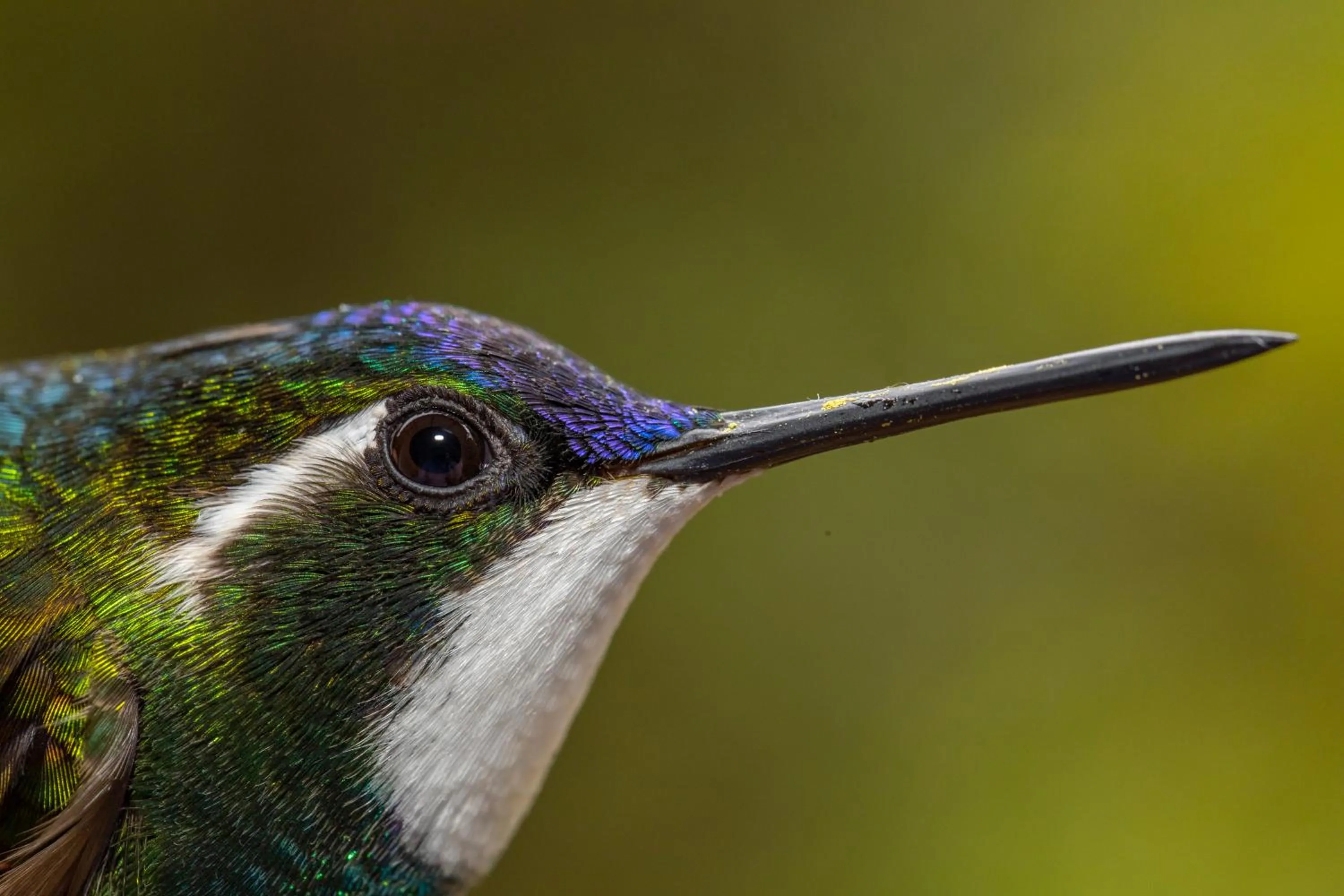 Animals in Dantica Cloud Forest Lodge
