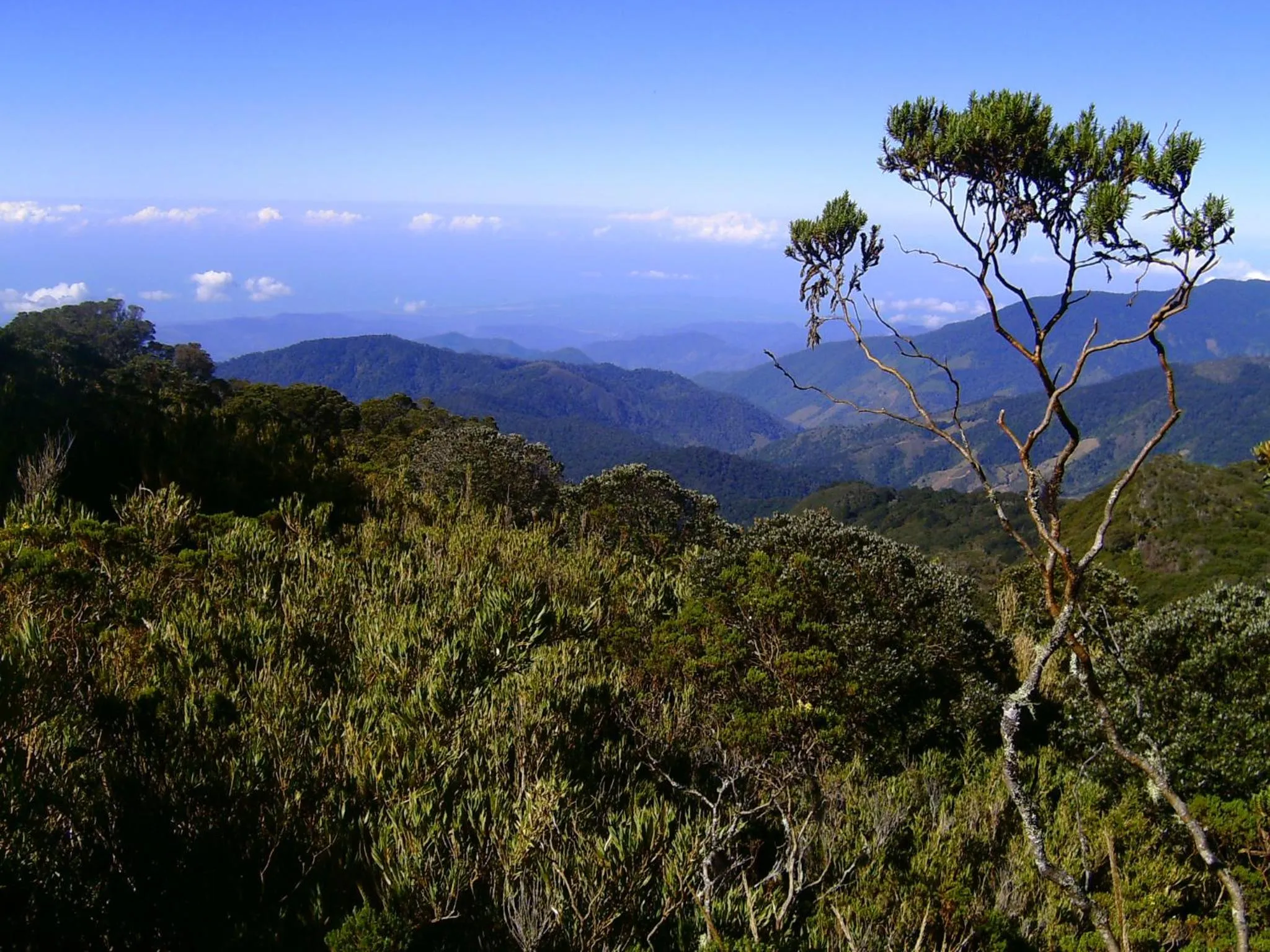 View (from property/room) in Dantica Cloud Forest Lodge
