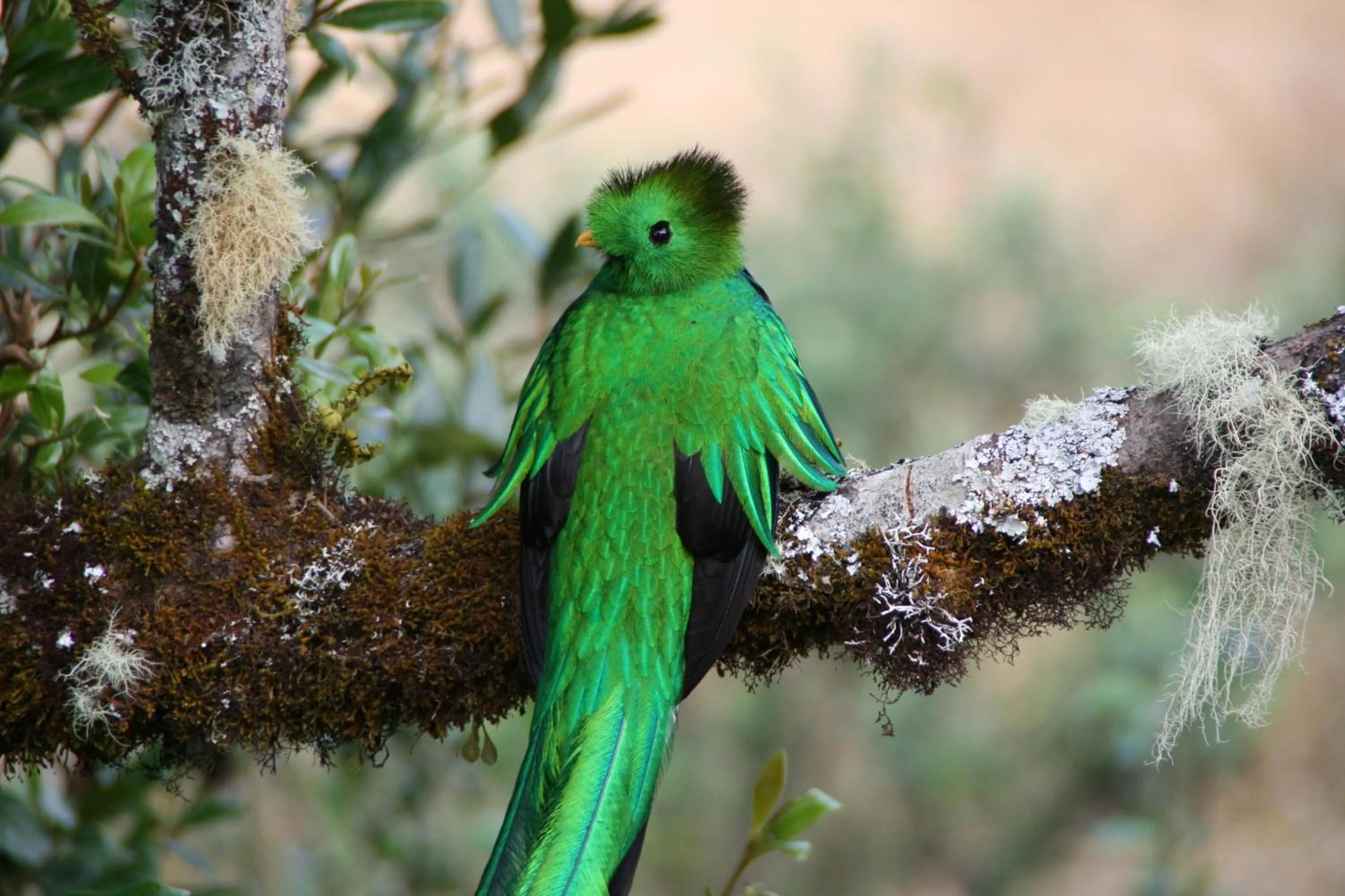Natural landscape in Dantica Cloud Forest Lodge