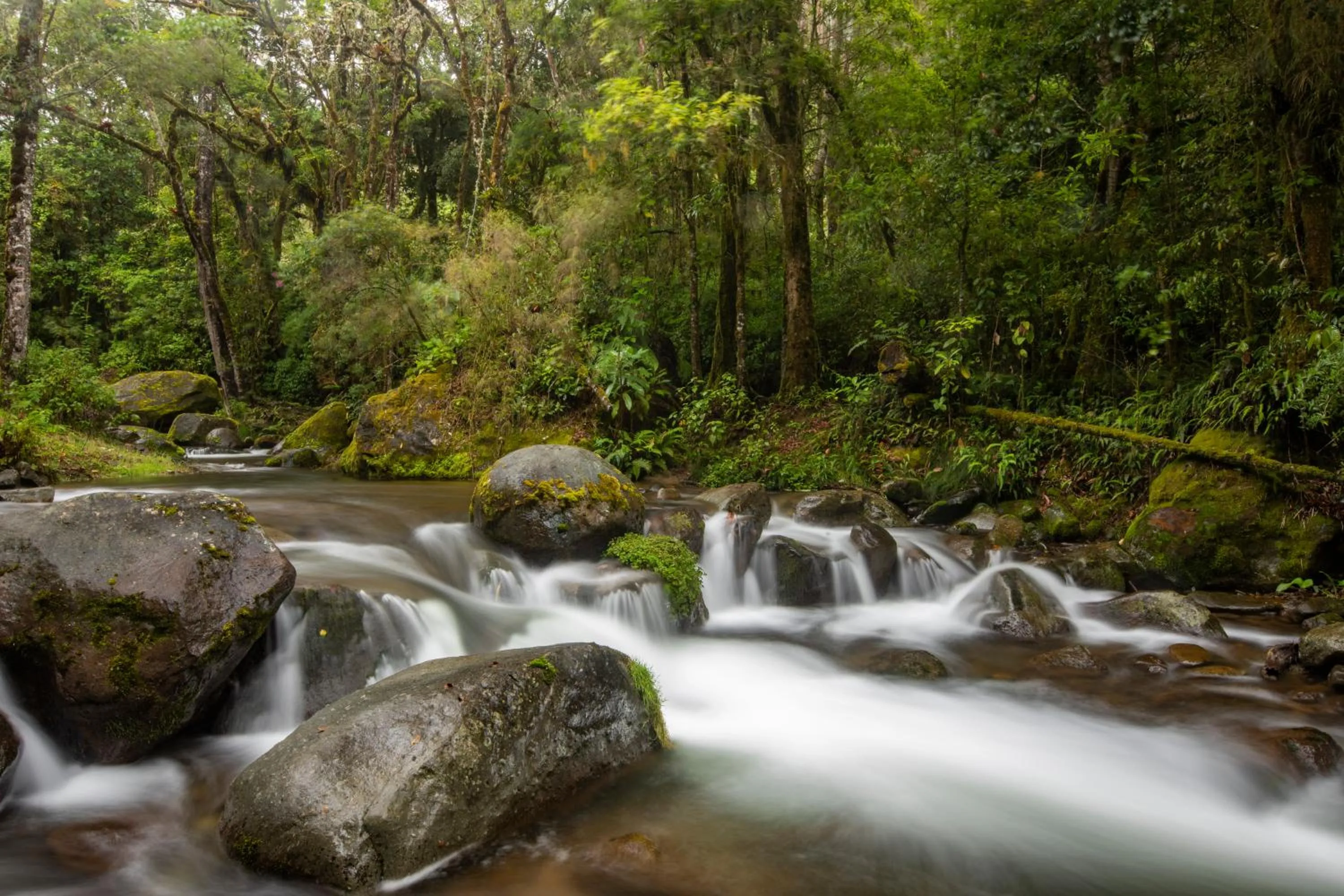 Natural landscape in Dantica Cloud Forest Lodge