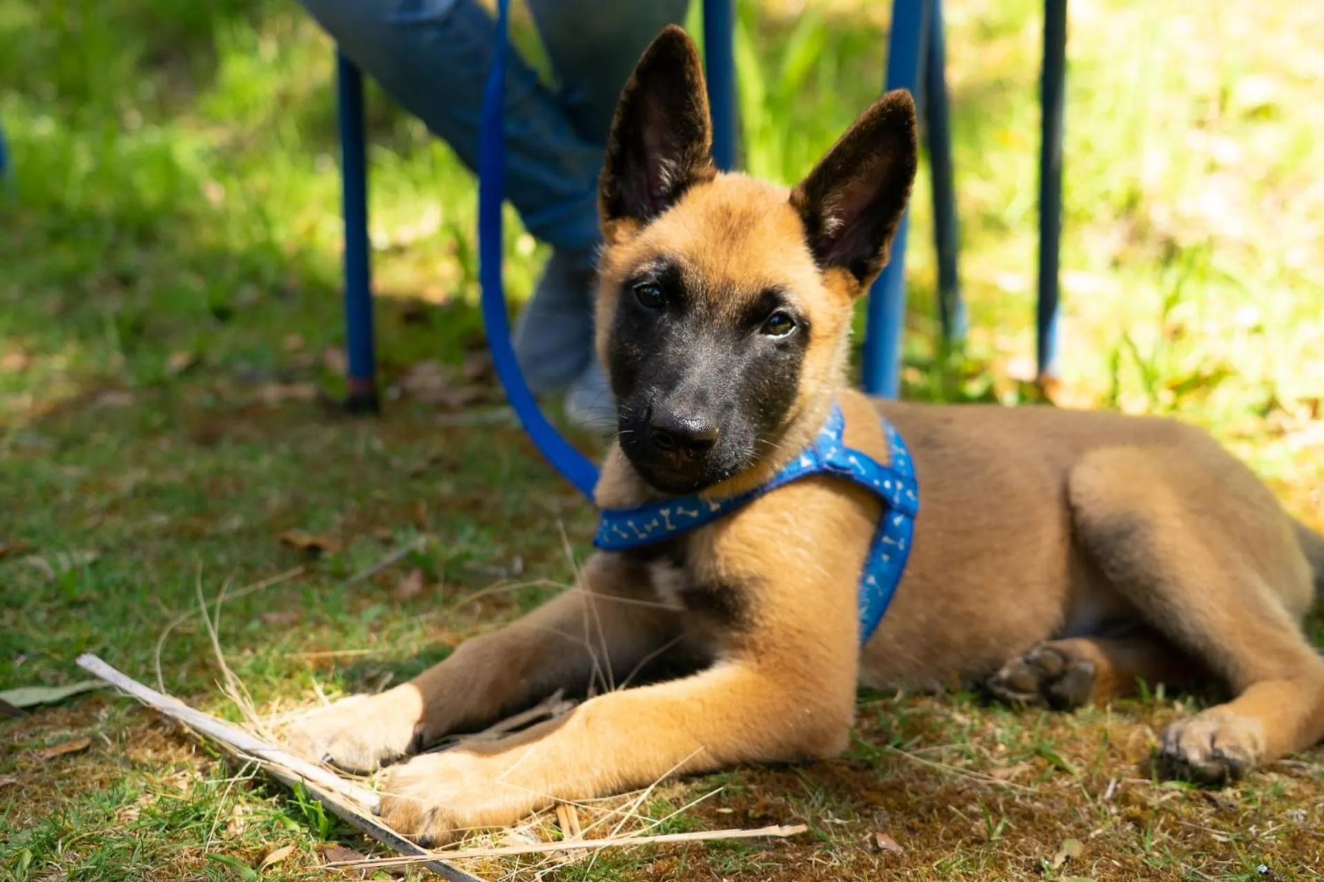 Garden in Dantica Cloud Forest Lodge