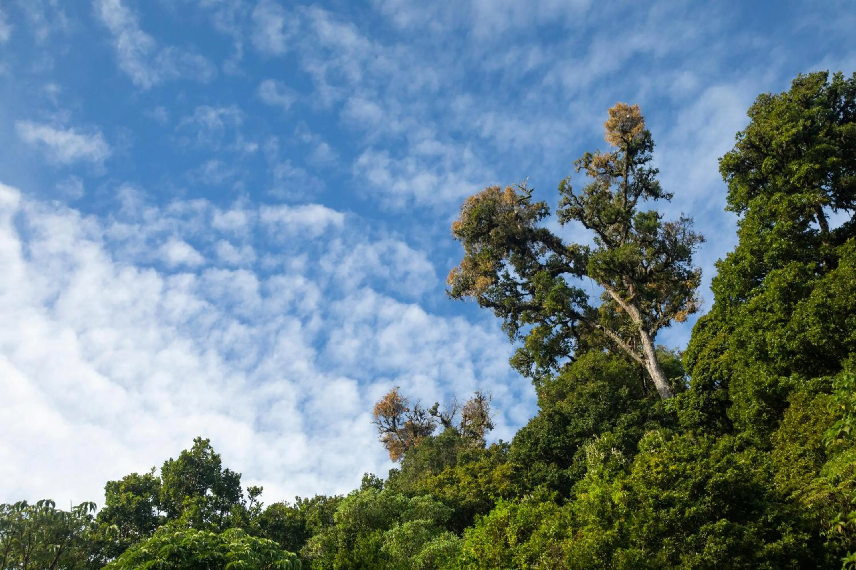 Spring in Dantica Cloud Forest Lodge