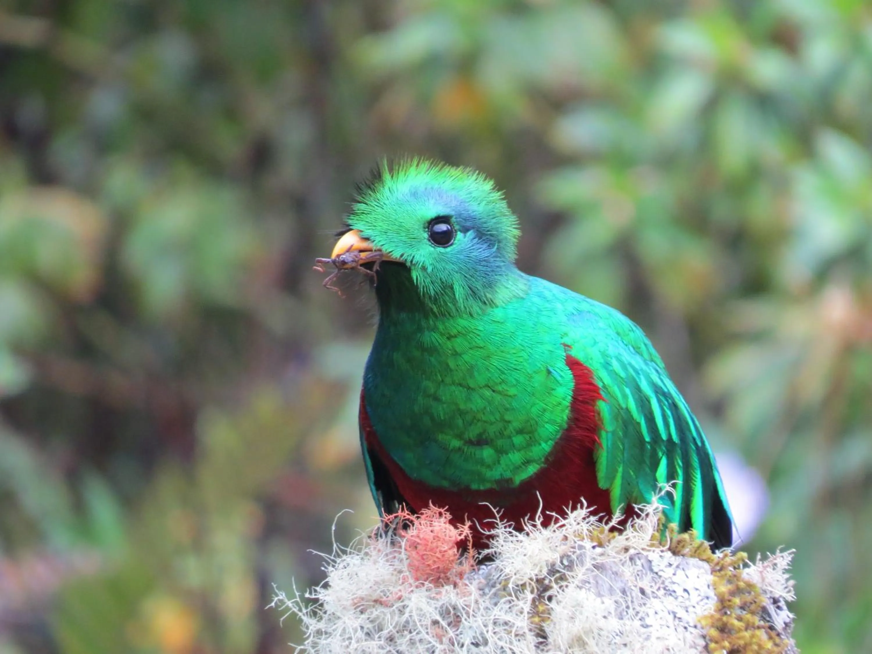 Off site in Dantica Cloud Forest Lodge