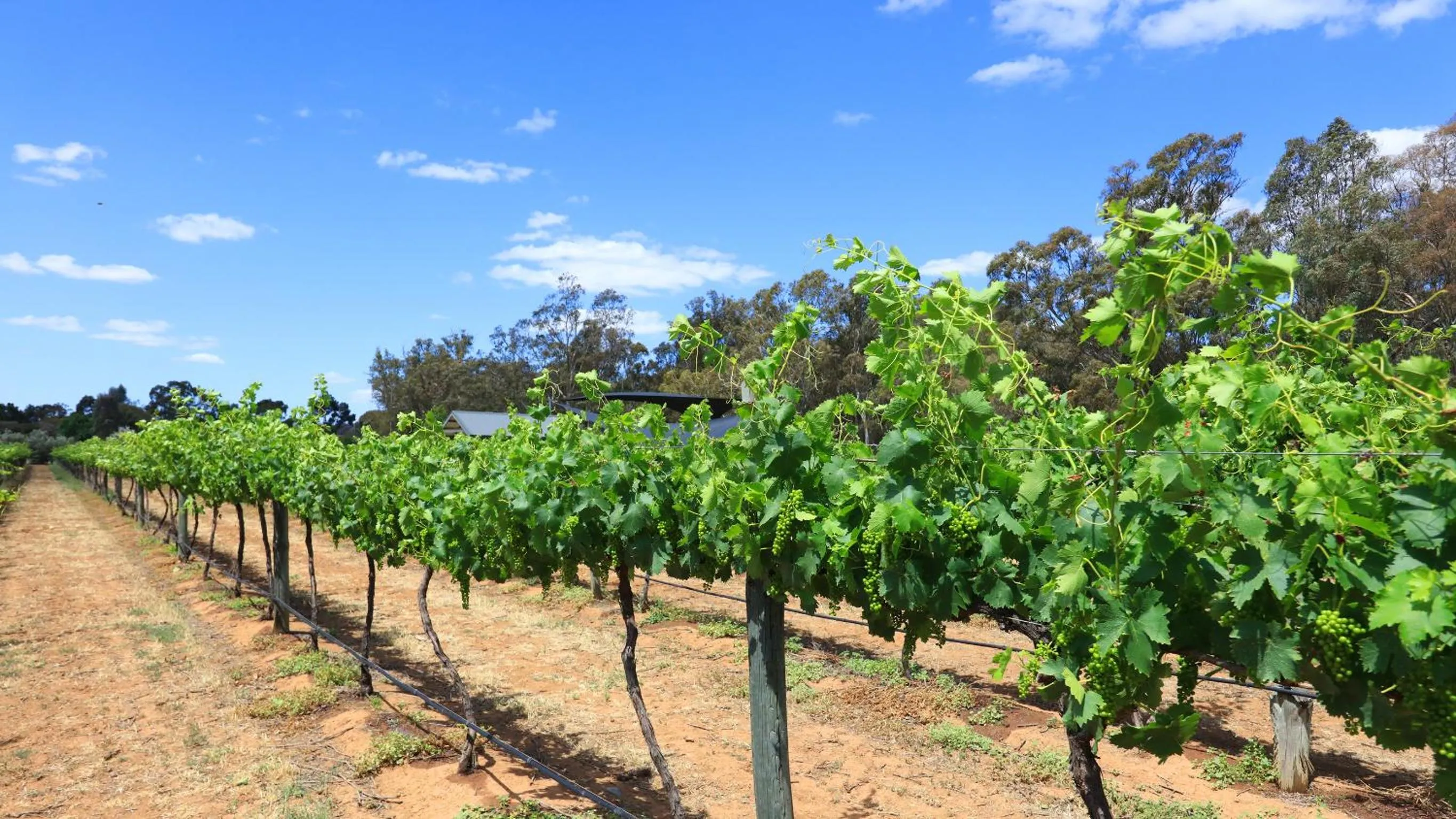 Activities in Moama Central Motel