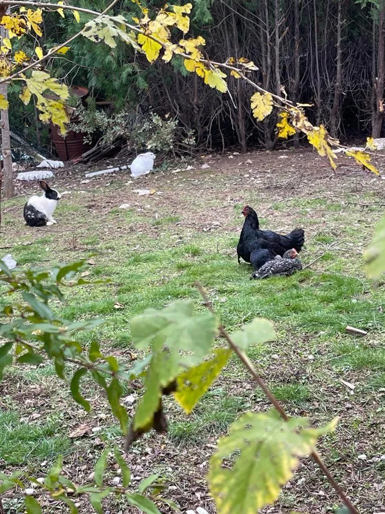 Garden in Antalya Bodrum Kayası Dağ Oteli