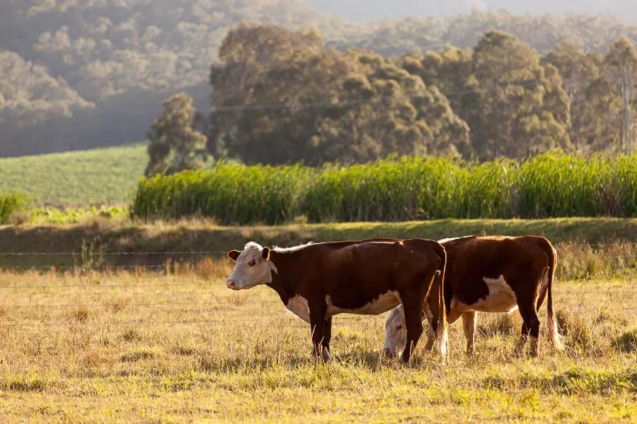 Animals in Pokolbin Farm Stay