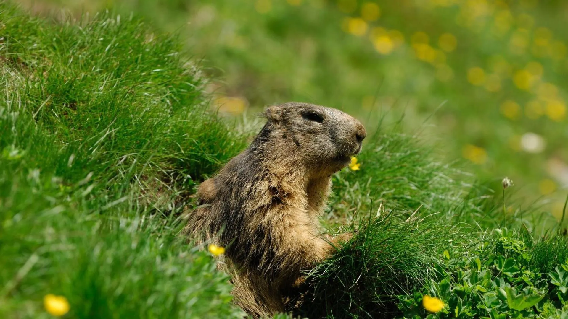 Natural landscape in Residence Nube D'Argento