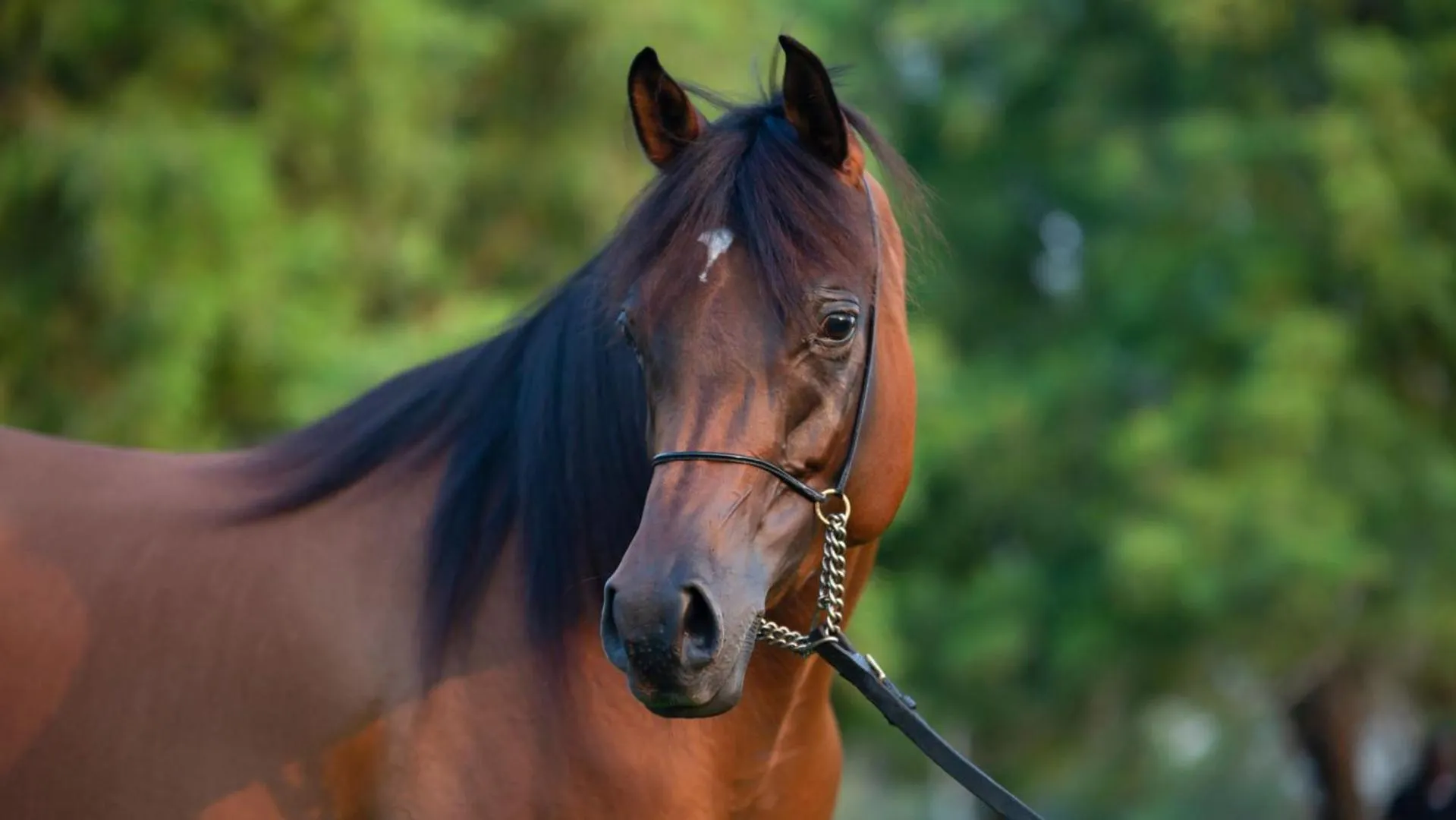 Summer in Residence Nube D'Argento