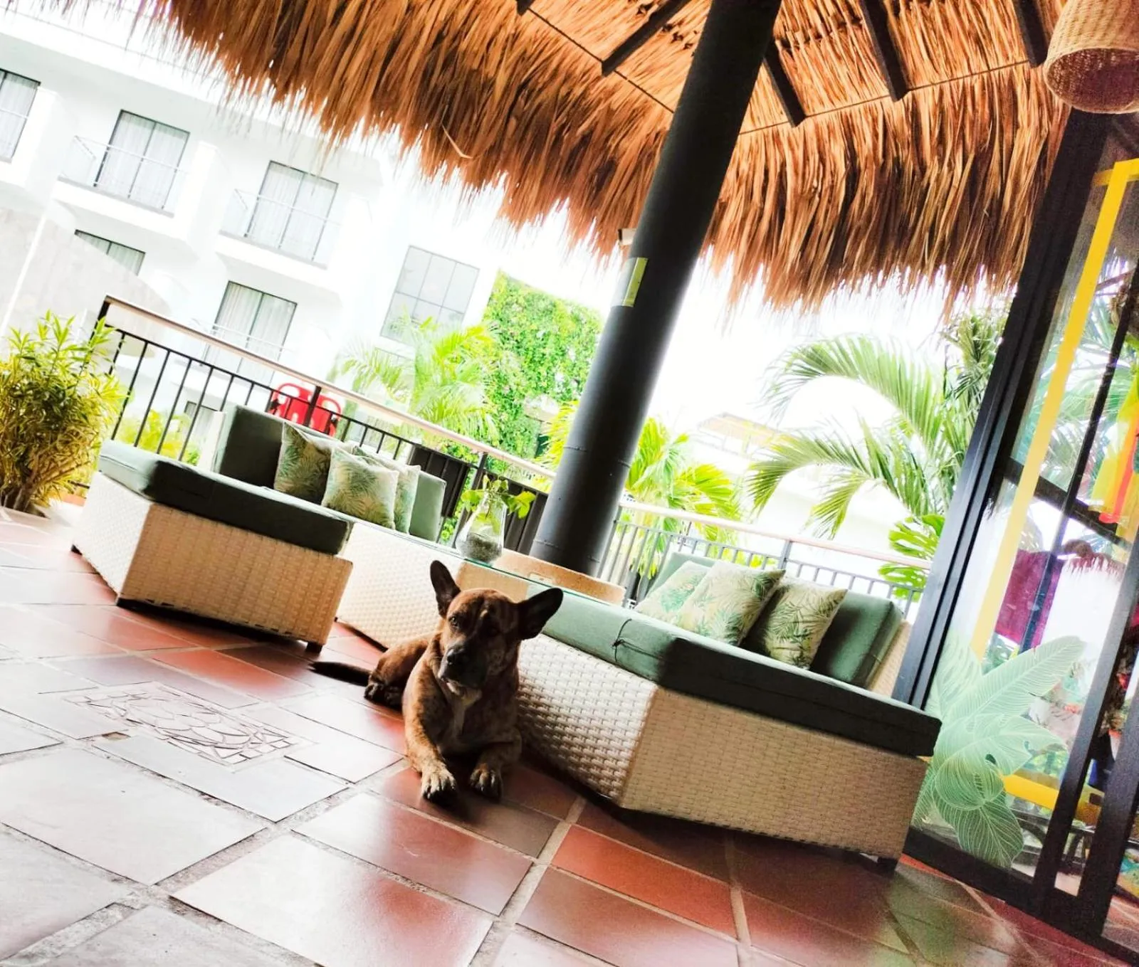 Pets in Hotel Arbóreo Doradal