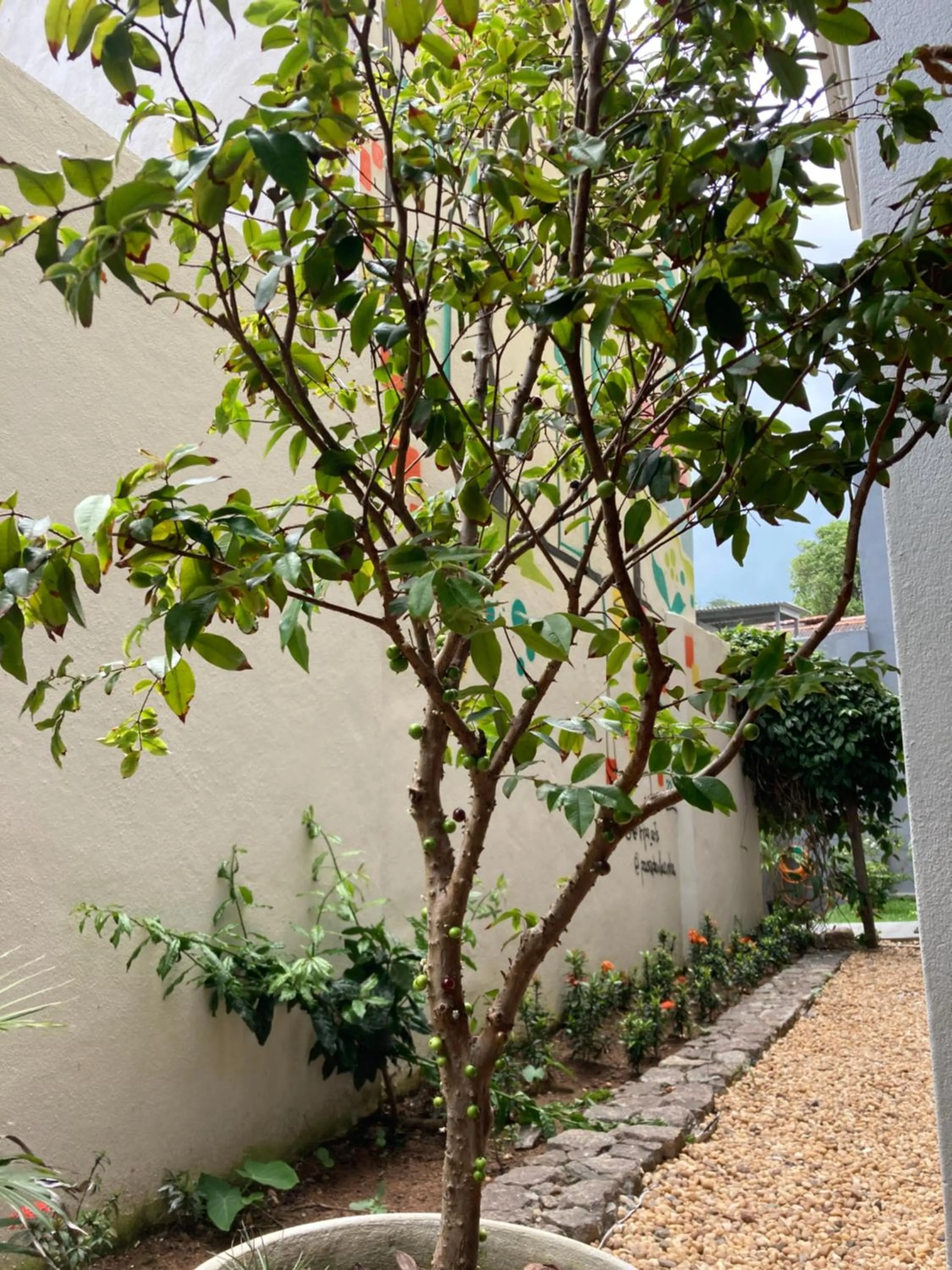 Garden in Pousada VilaZinha