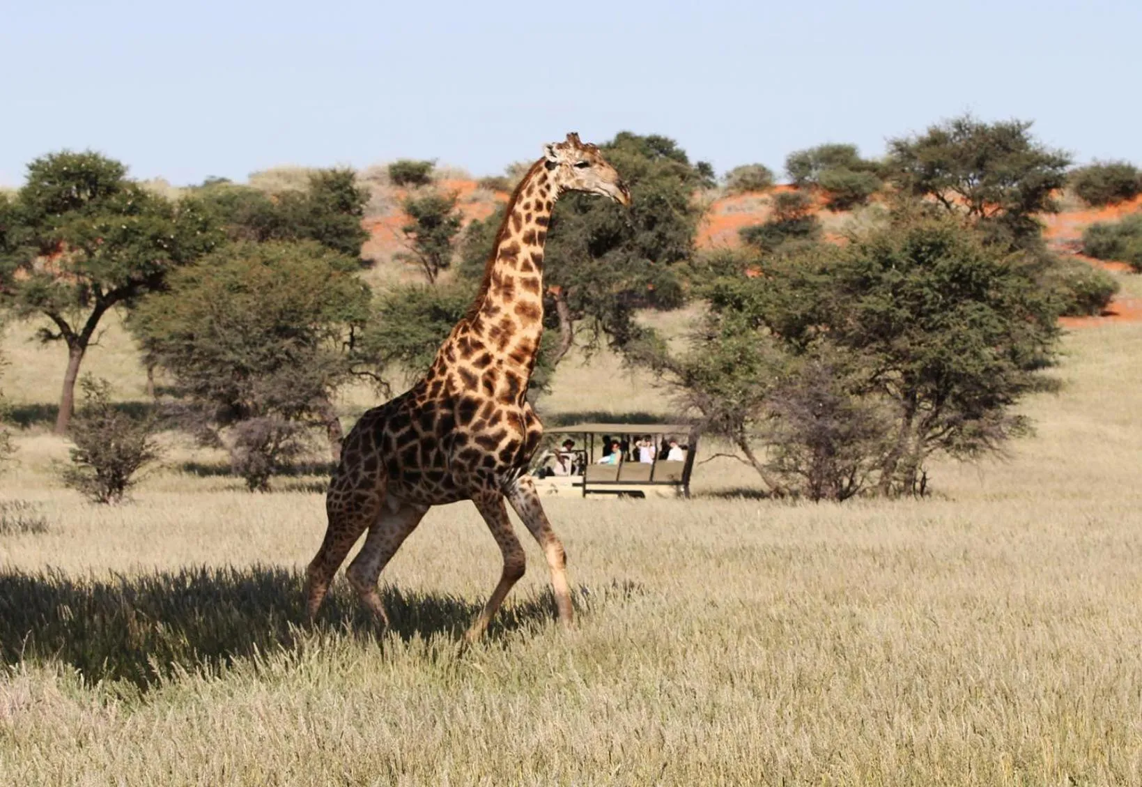 Decorative detail in Zebra Kalahari Lodge