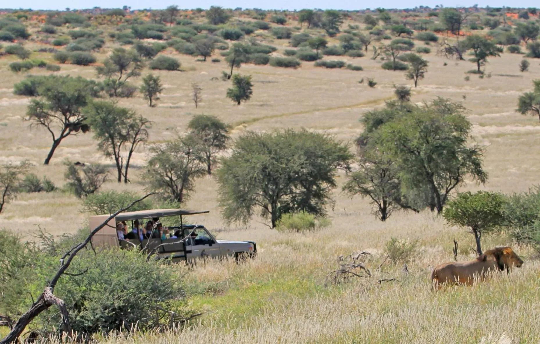 Natural landscape in Zebra Kalahari Lodge